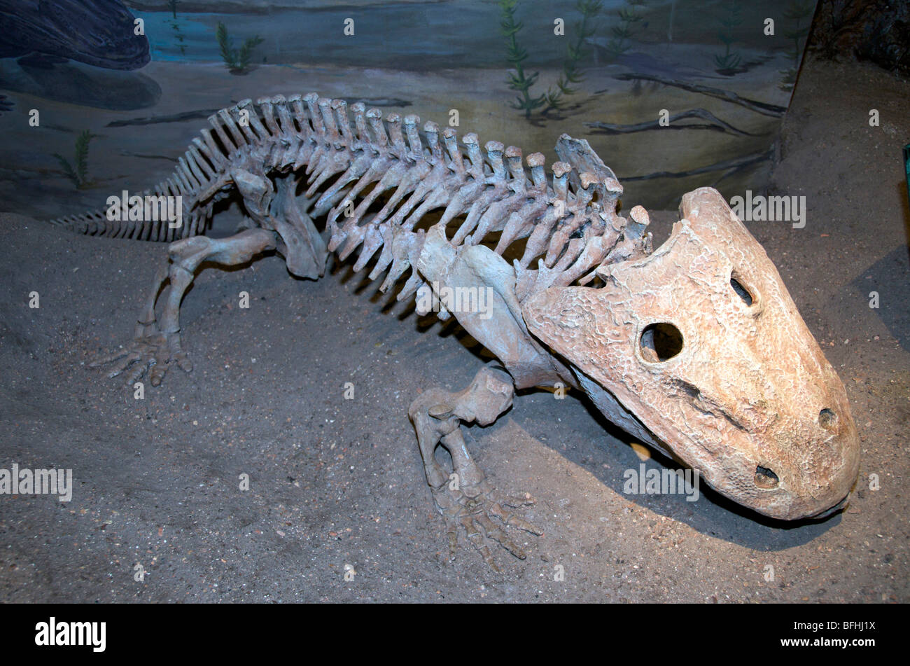 Skeleton of Eryops.  Early Permian from Texas.   Royal Tyrrell Museum, Drumheller, Alta, Canada Stock Photo