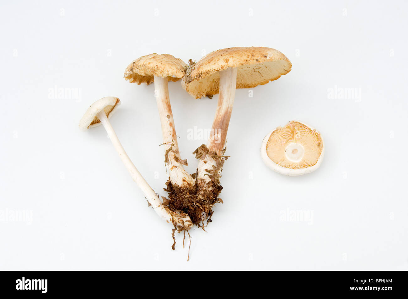 AGROCYBE PRAECOX, SPRING FIELDCAP, A UNCOMMON FUNGI FOUND IN BRITAIN IN SHADY GRASSY PLACES . Stock Photo