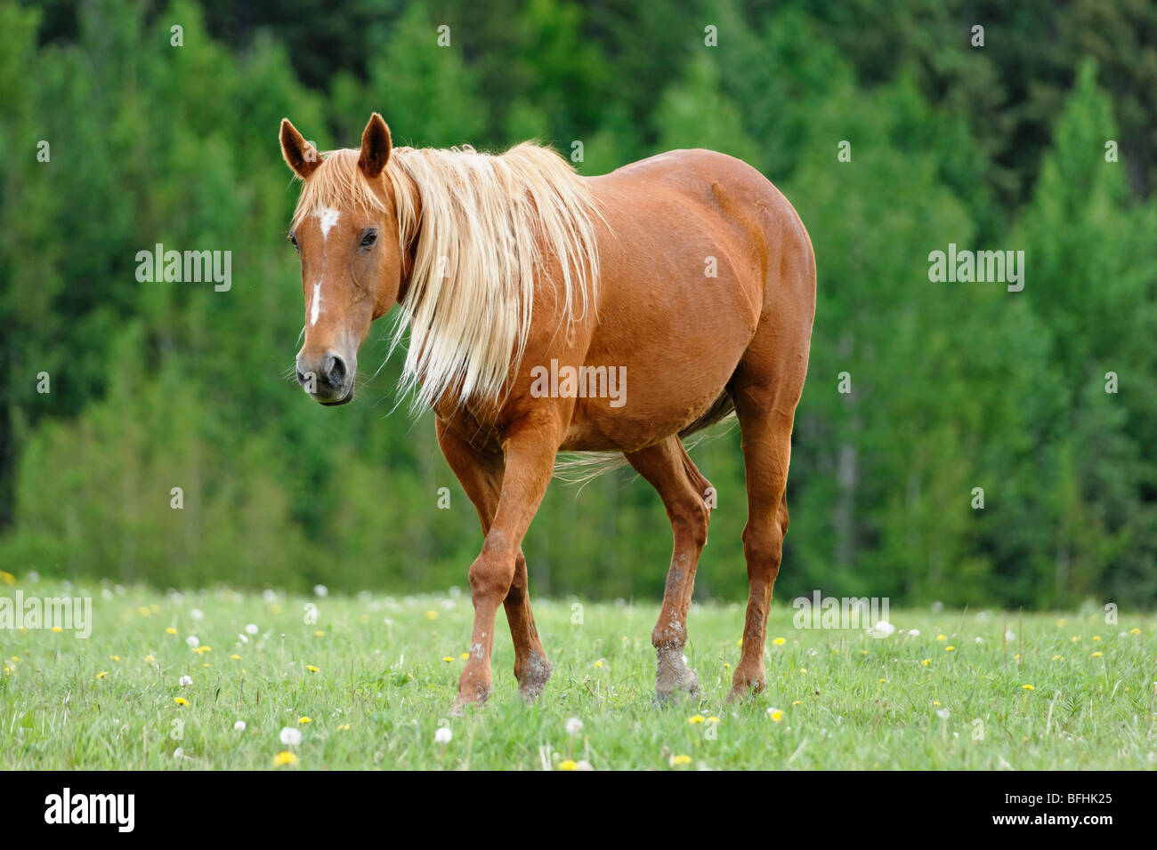 Horses on a ranch outside of Calgary Alberta Canada Stock Photo Alamy