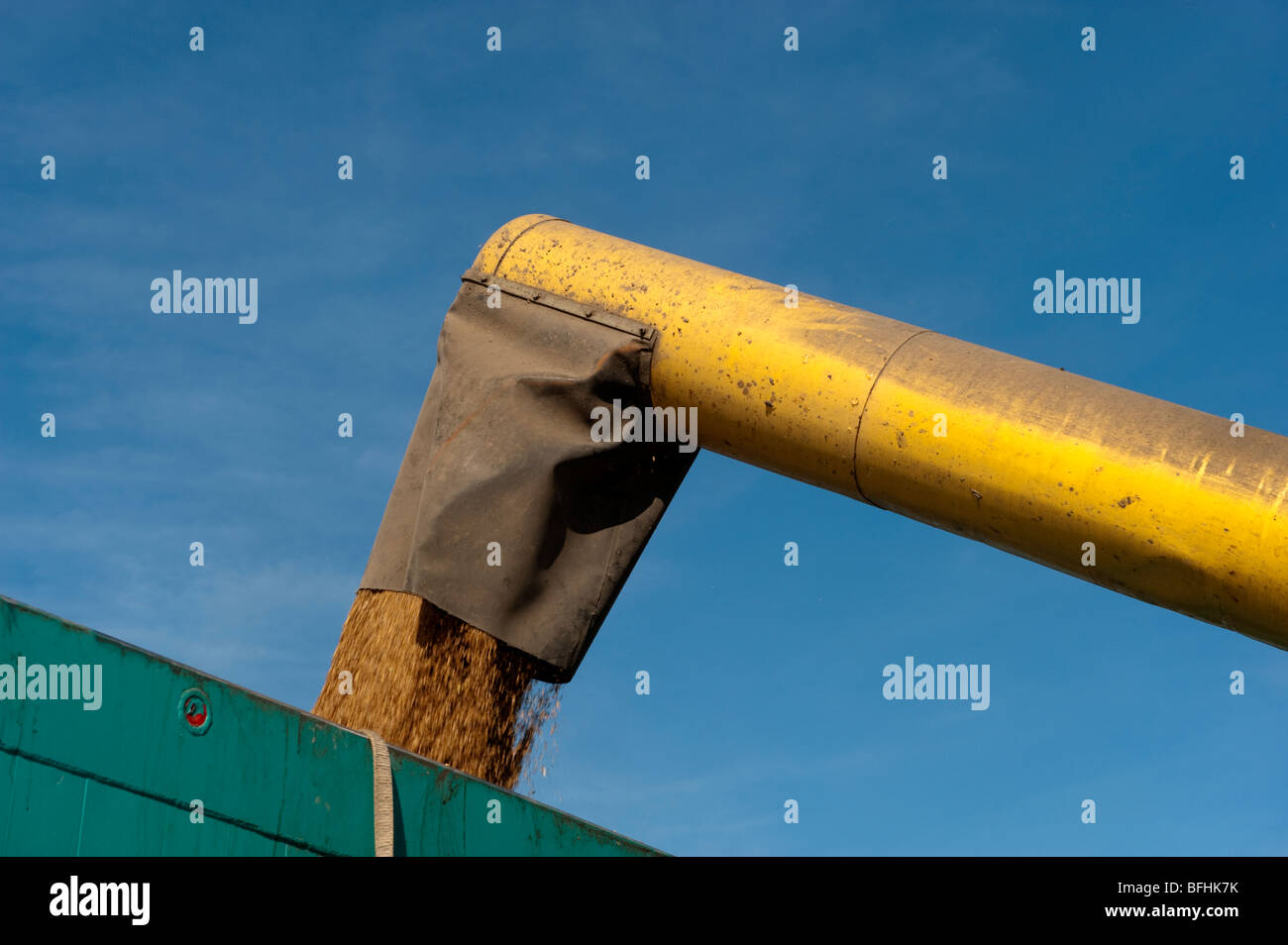 Filling grain wagon with wheat from combine auger Stock Photo Alamy