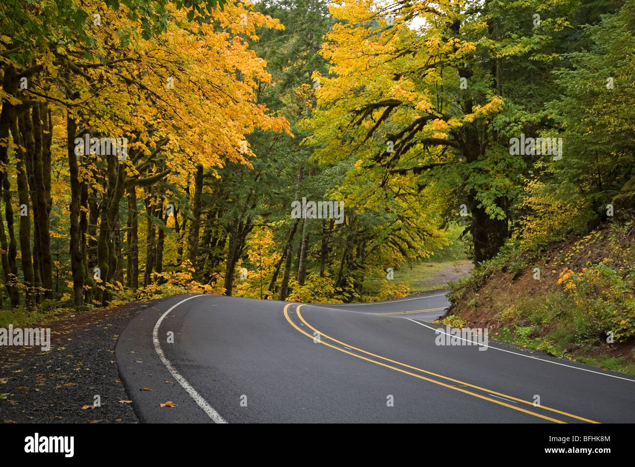 Big tooth maple trees turn gold in October autumn along Highway 20 in