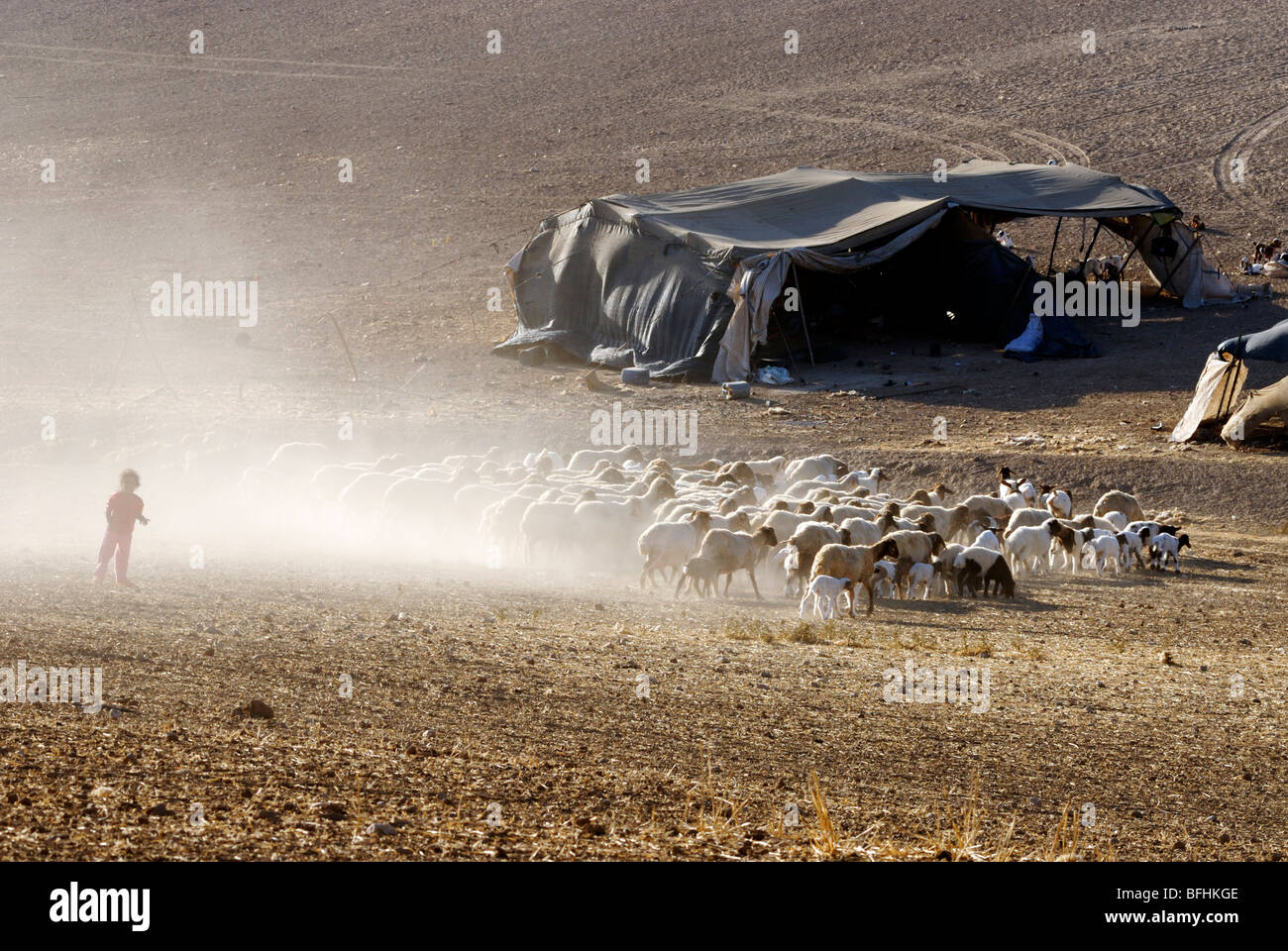 Israel, Negev Desert, Bedouin tent surrounded by a herd of sheep Stock Photo