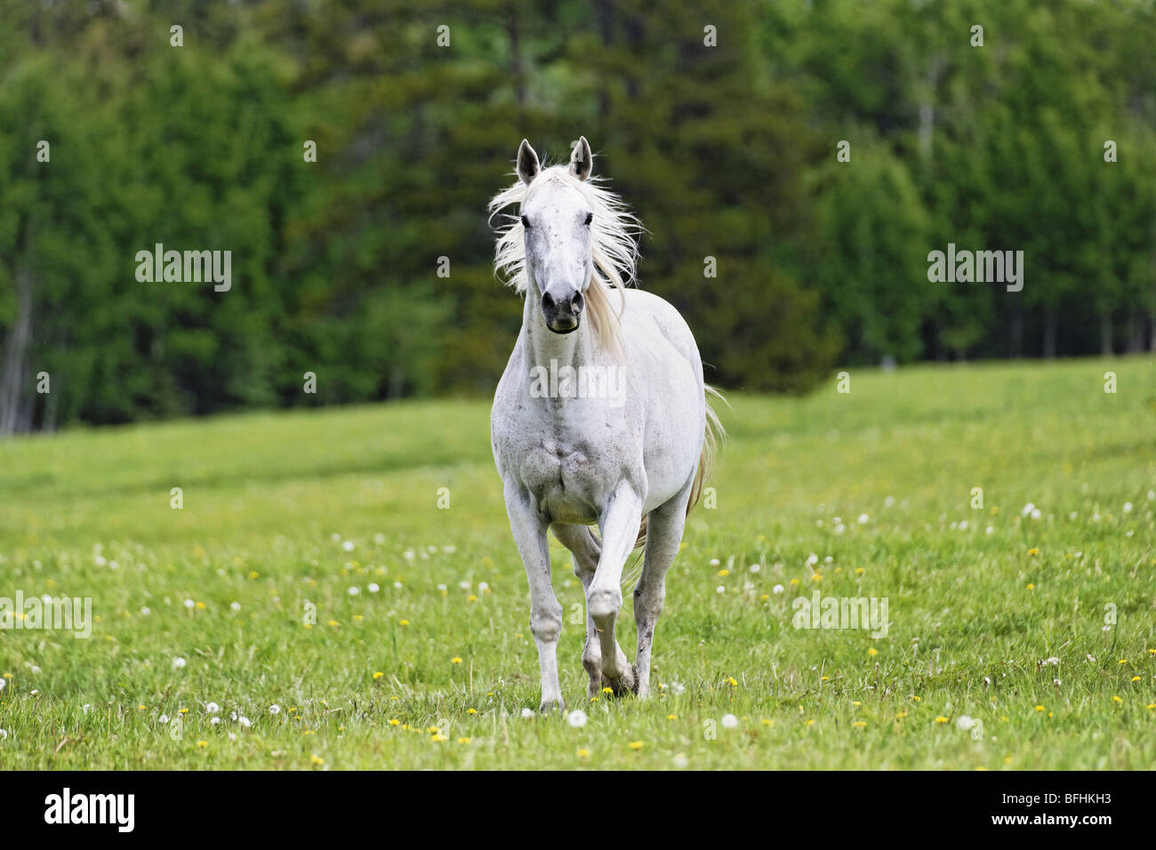 Horses on a ranch outside of Calgary Alberta Canada Stock Photo Alamy