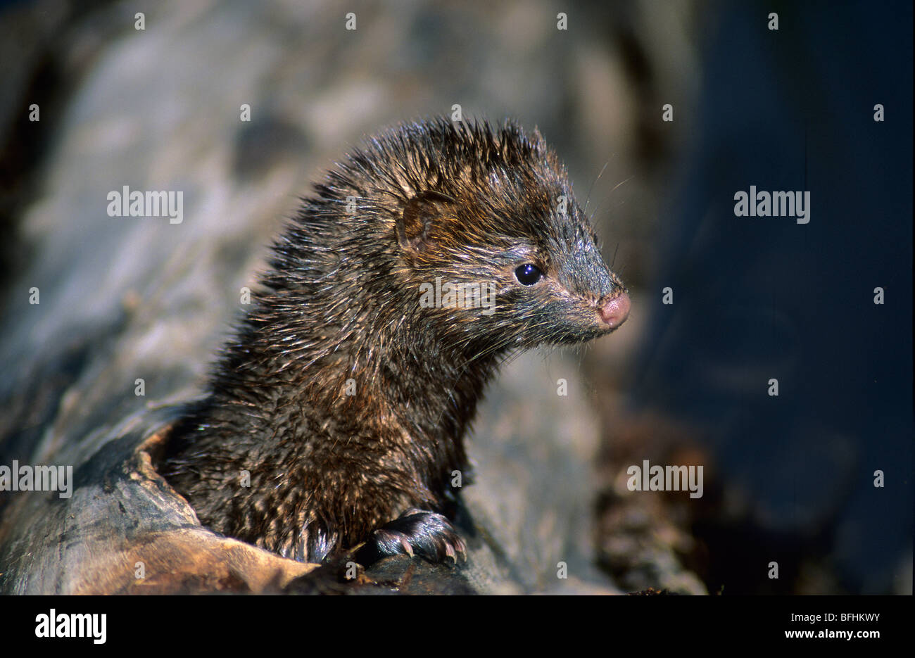 Adult American mink (Mustela vison) foraging along a river's edge, Alberta Stock Photo