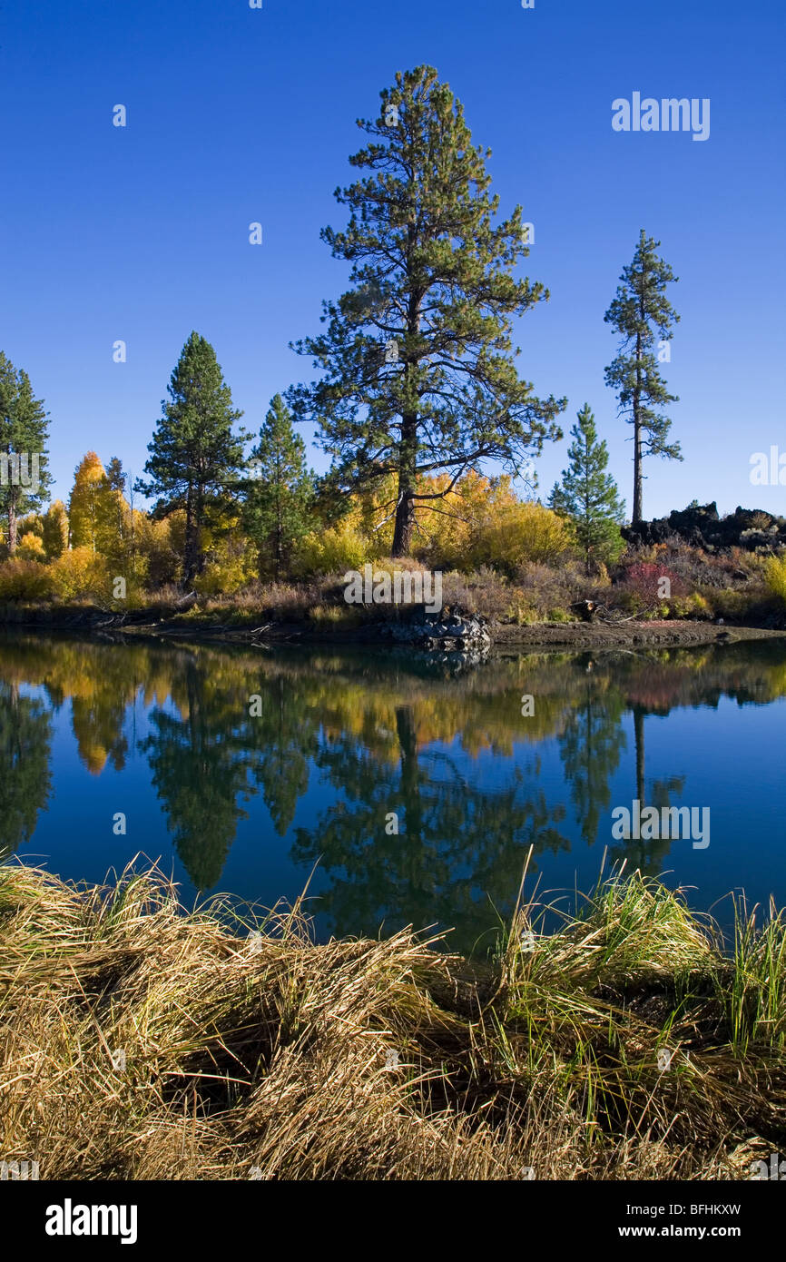 Ponderosa pine ecosystem hires stock photography and images Alamy