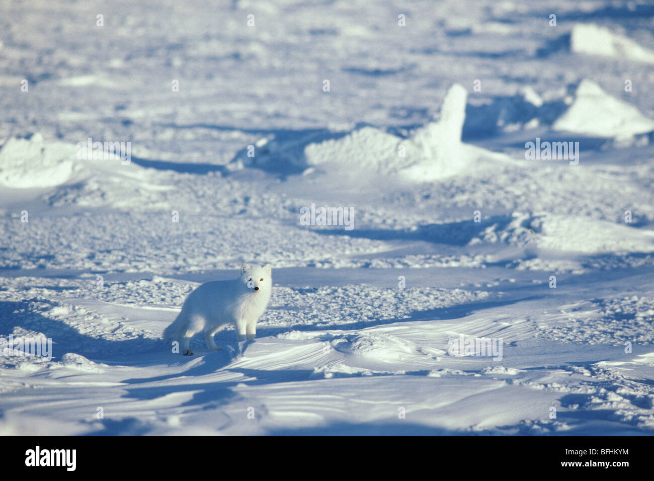 Arctic fox (Alopex lagopus) hunting on shorefast ice, Hudson Bay, Nunavut, Arctic Canada Stock Photo