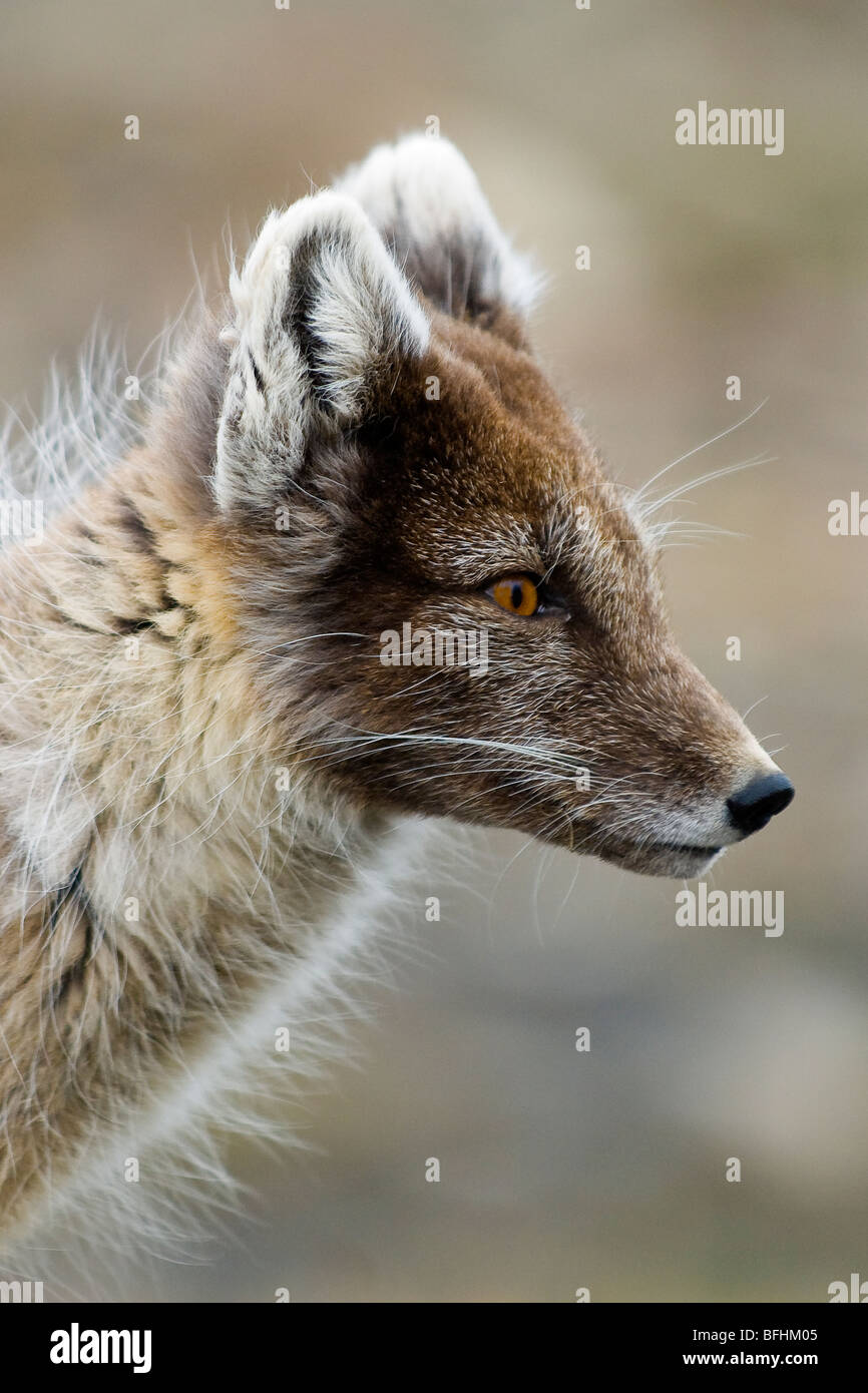 Adult arctic fox (Alopex lagopus) molting into summer pelage, Svalbard Archipelago, Arctic Norway Stock Photo