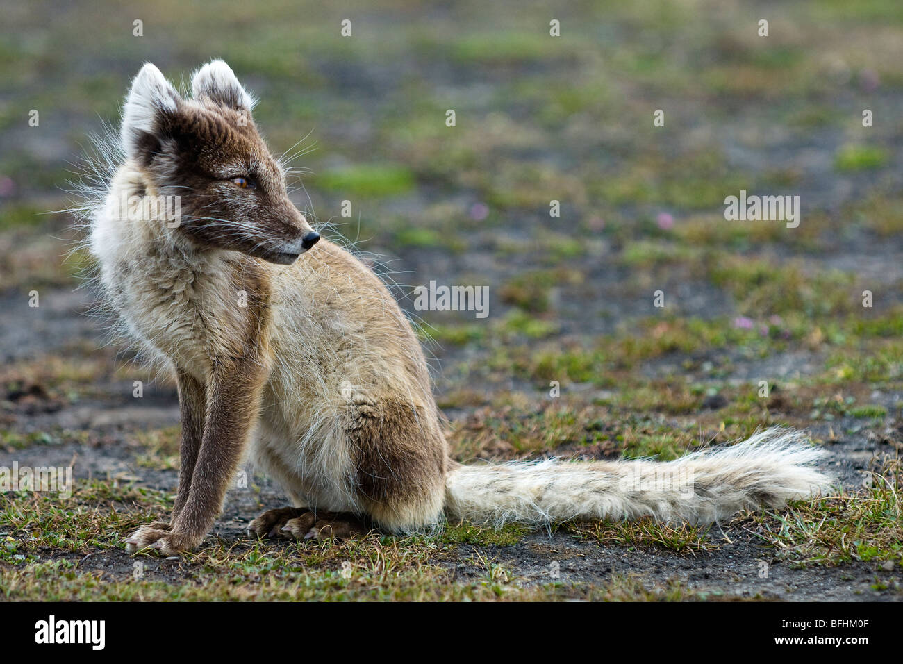 Adult arctic fox (Alopex lagopus) molting into summer pelage, Svalbard Archipelago, Arctic Norway Stock Photo