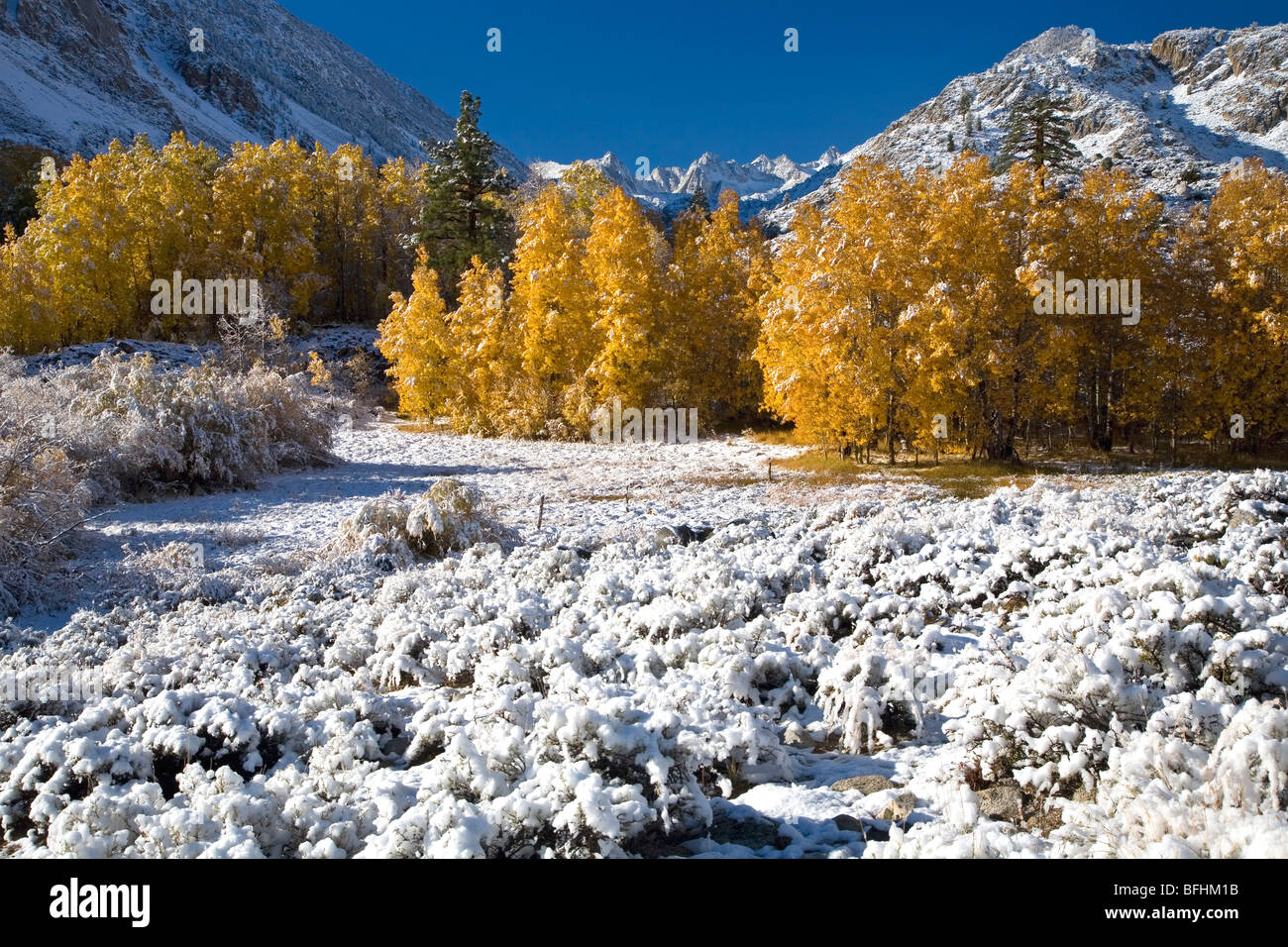 When Fall Meets Winter Stock Photo