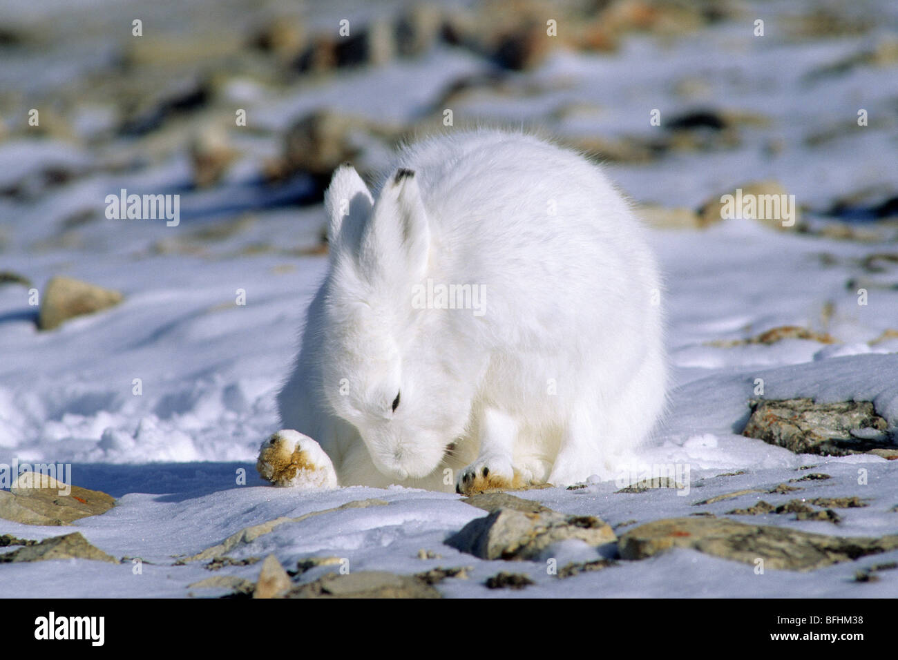 Adult arctic hare (Lepus arcticus) eating its own droppings, northern Ellesmere Island, Nunavut, Arctic Canada Stock Photo