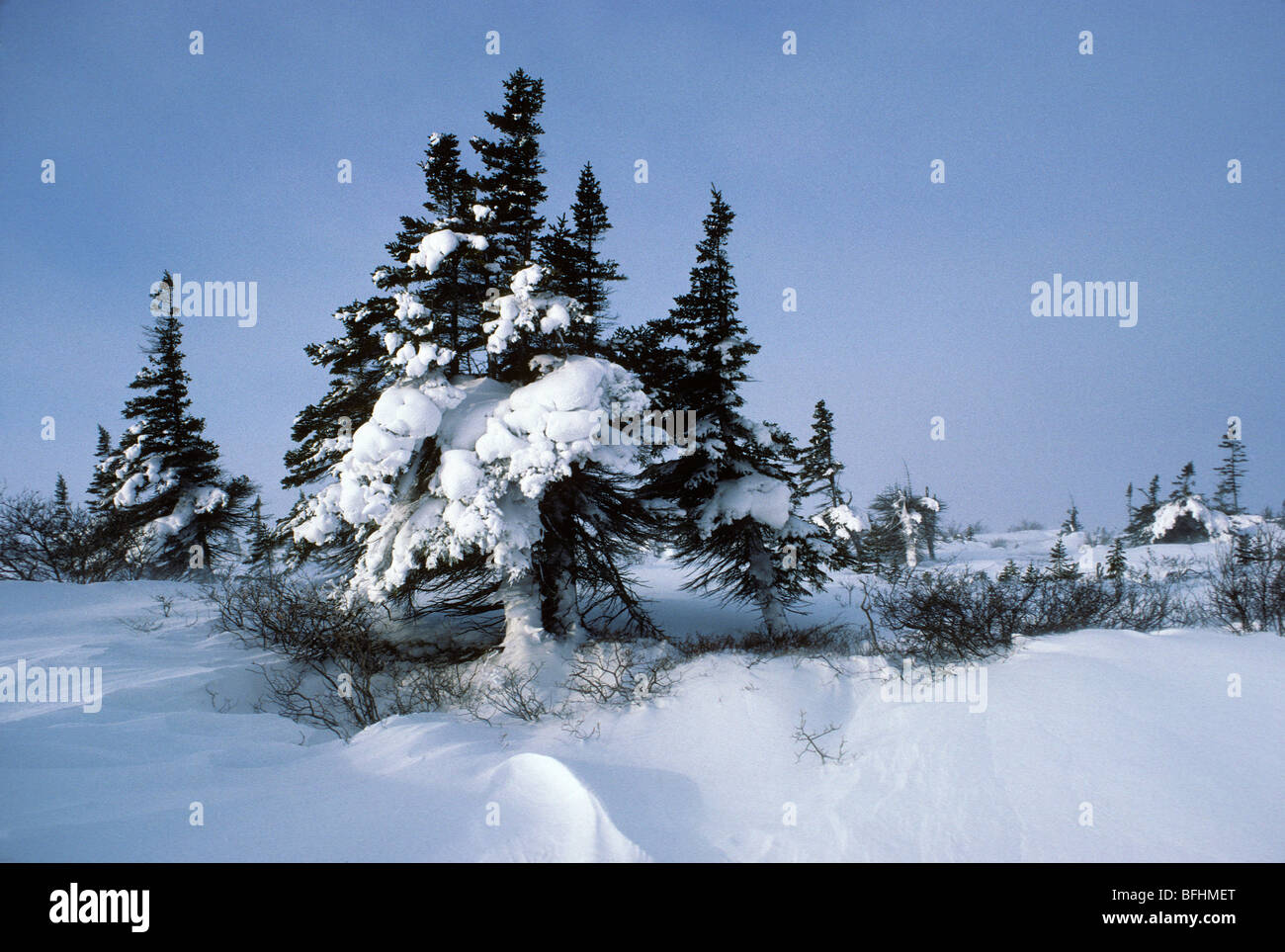 Sentinel white spruce (Picea glauca) growing along the treeline, Wapusk National Park, northern Manitoba, Canada Stock Photo