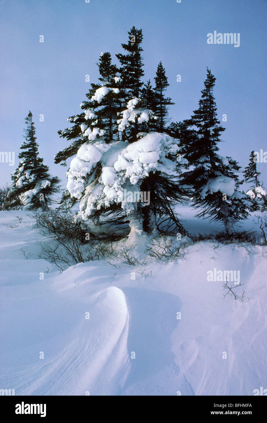 Sentinel white spruce (Picea glauca) growing along the treeline, Wapusk National Park, northern Manitoba, Canada Stock Photo