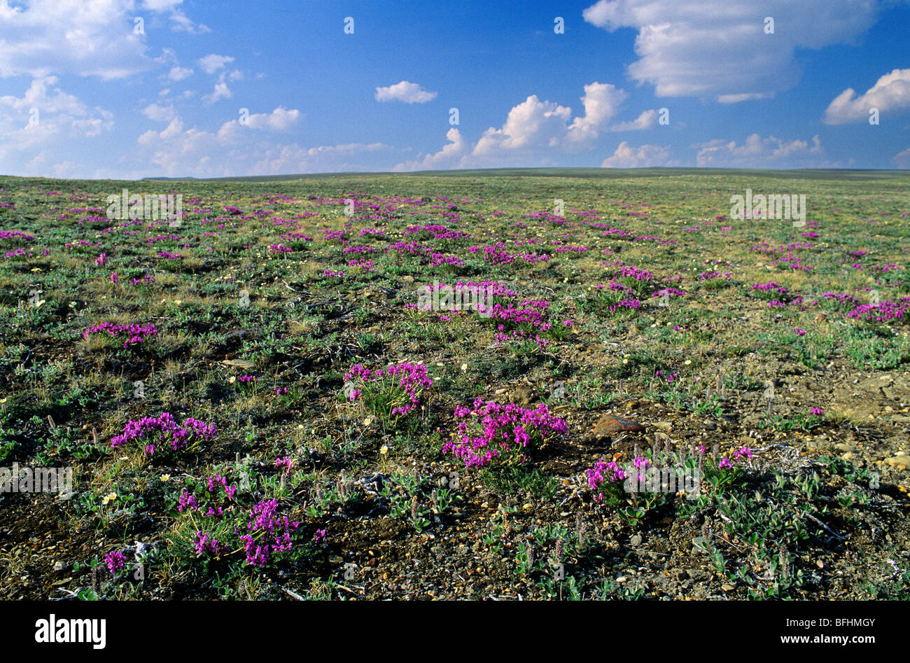 Oxytropis (Oxytropis arctobia) and mountain avens (Dryas integrifolia)  Victoria Island, Nunavut, Arctic Canada Stock Photo