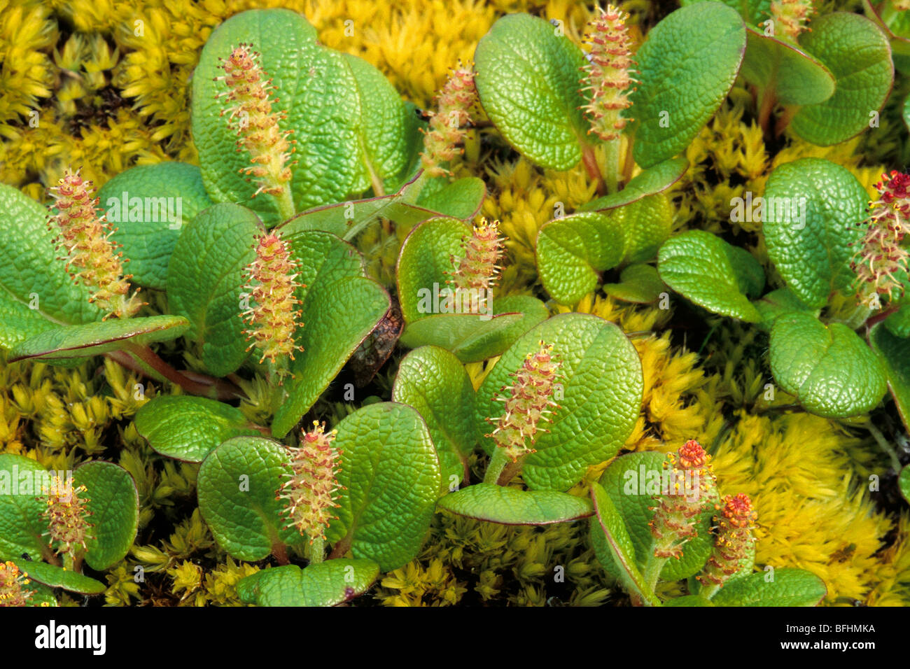 Arctic willow (Salix spp.), northern Yukon, Arctic Canada Stock Photo