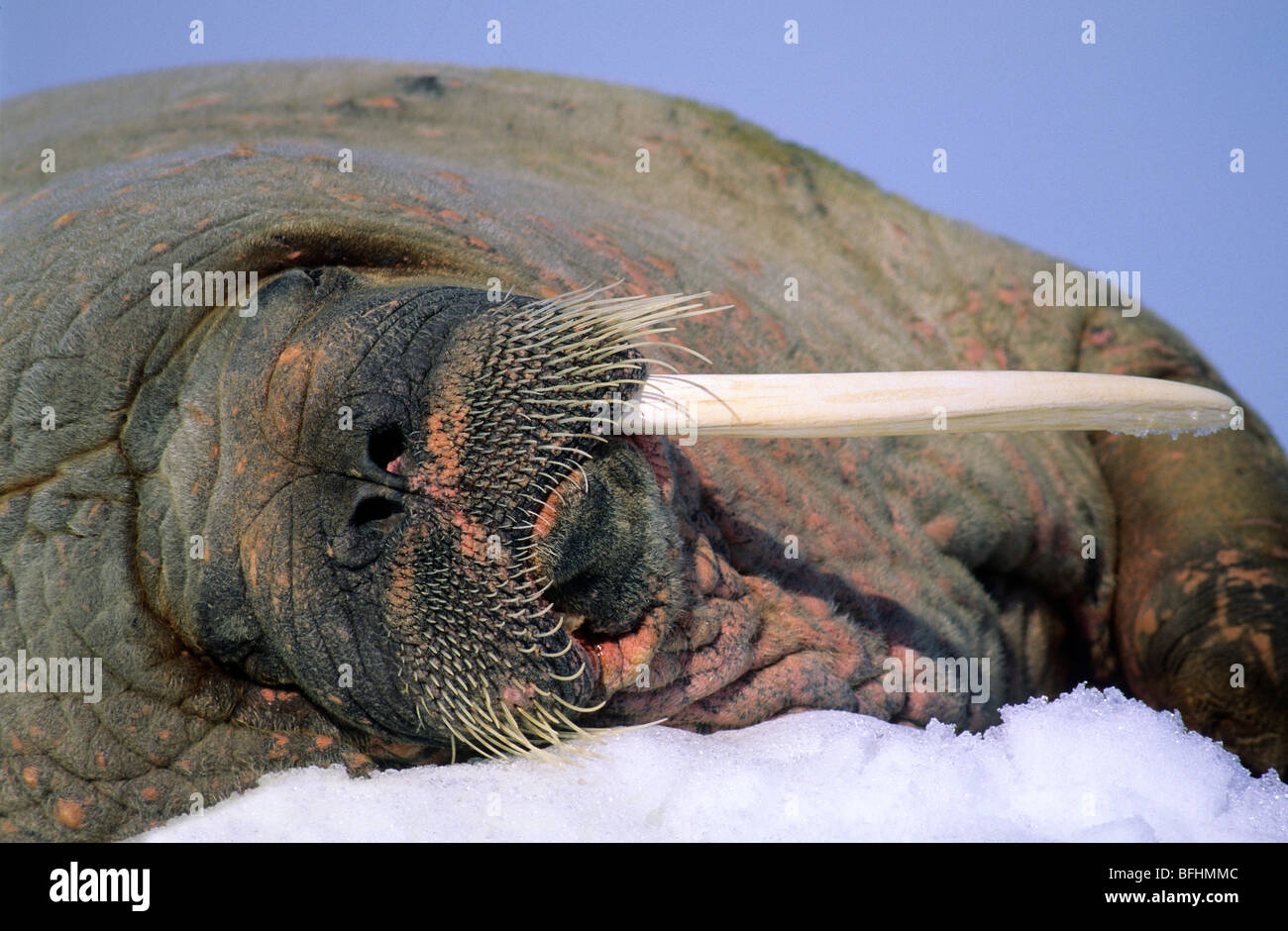 A broken tusk hi-res stock photography and images - Alamy