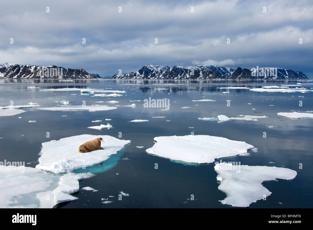 Atlantic walrus(es) (Odobenus rosmarus rosmarus) loafing on the pack ice, Svalbard Archipelago, Arctic Norway Stock Photo