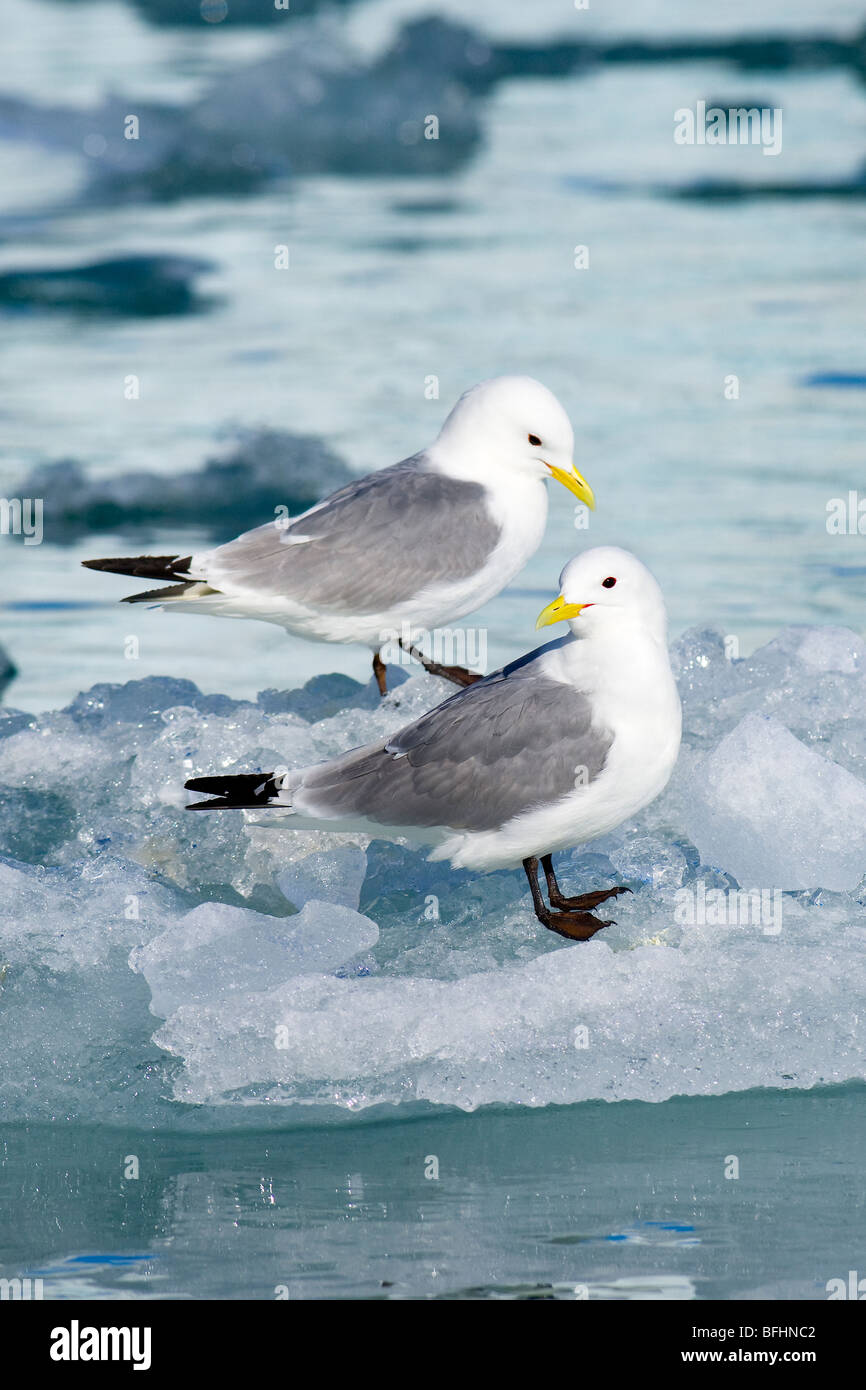 Black-legged kittiwakes (Rissa tridactyla), Svalbard Archipelago, Arctic Norway Stock Photo