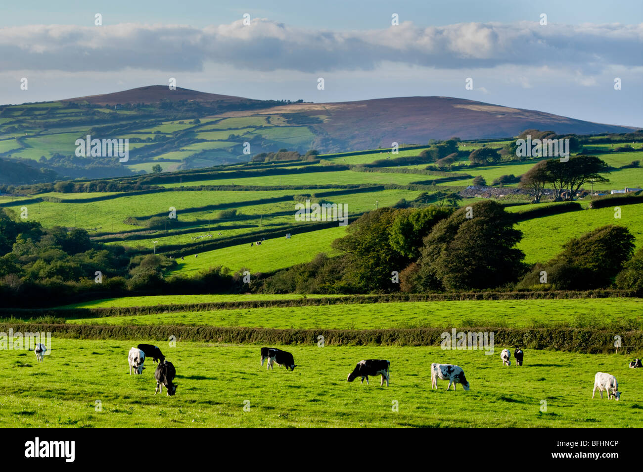 uk, england, Devon, north exmoor landscape cattle Stock Photo