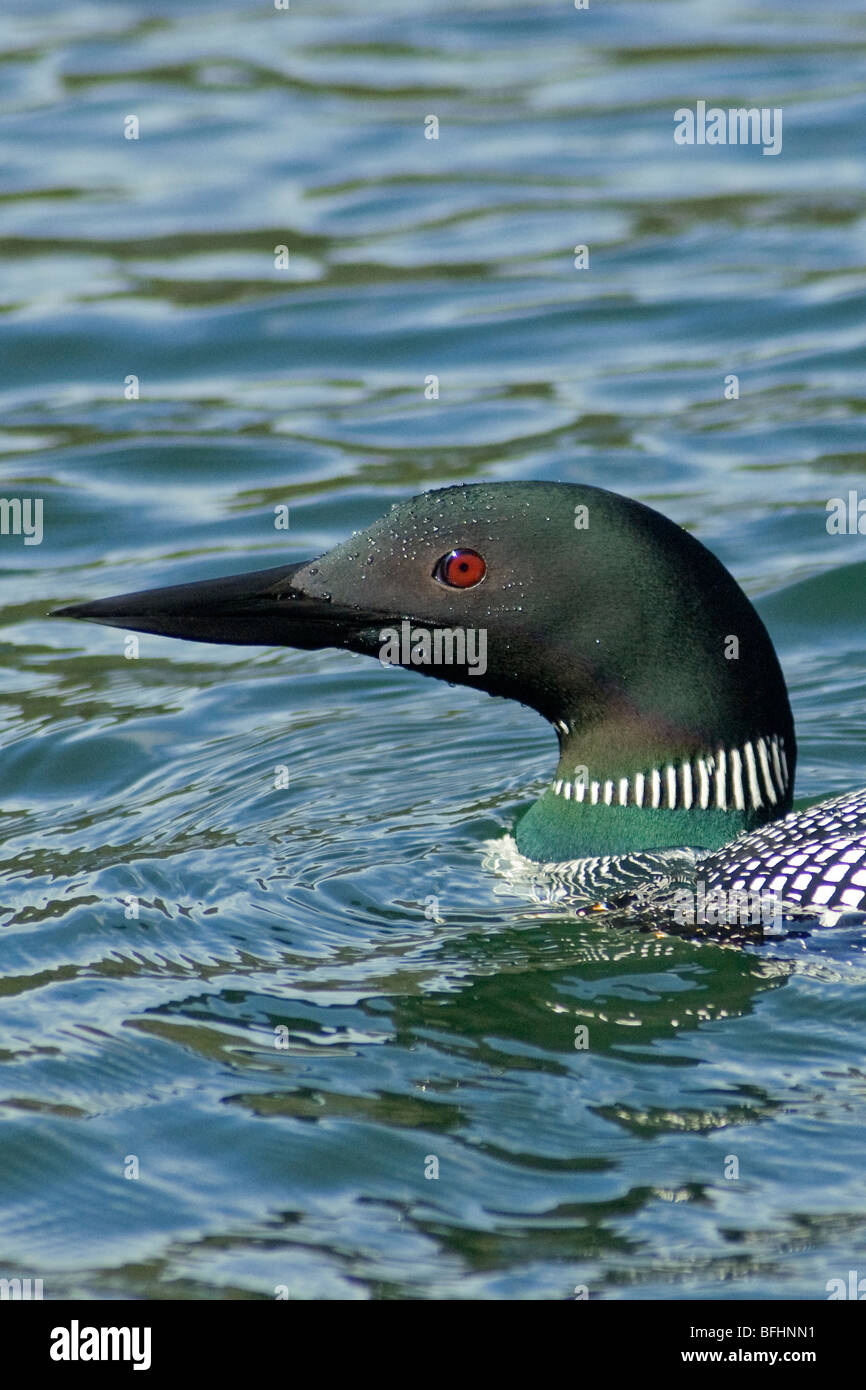 Common loon (Gavia immer) approaching its shoreline nest, northern Alberta, Canada Stock Photo