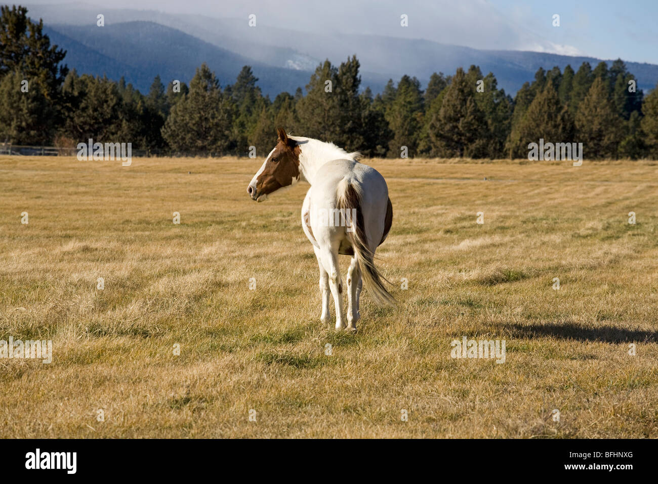 Portrait of a paint horse standing in a winter field of grass Stock Photo