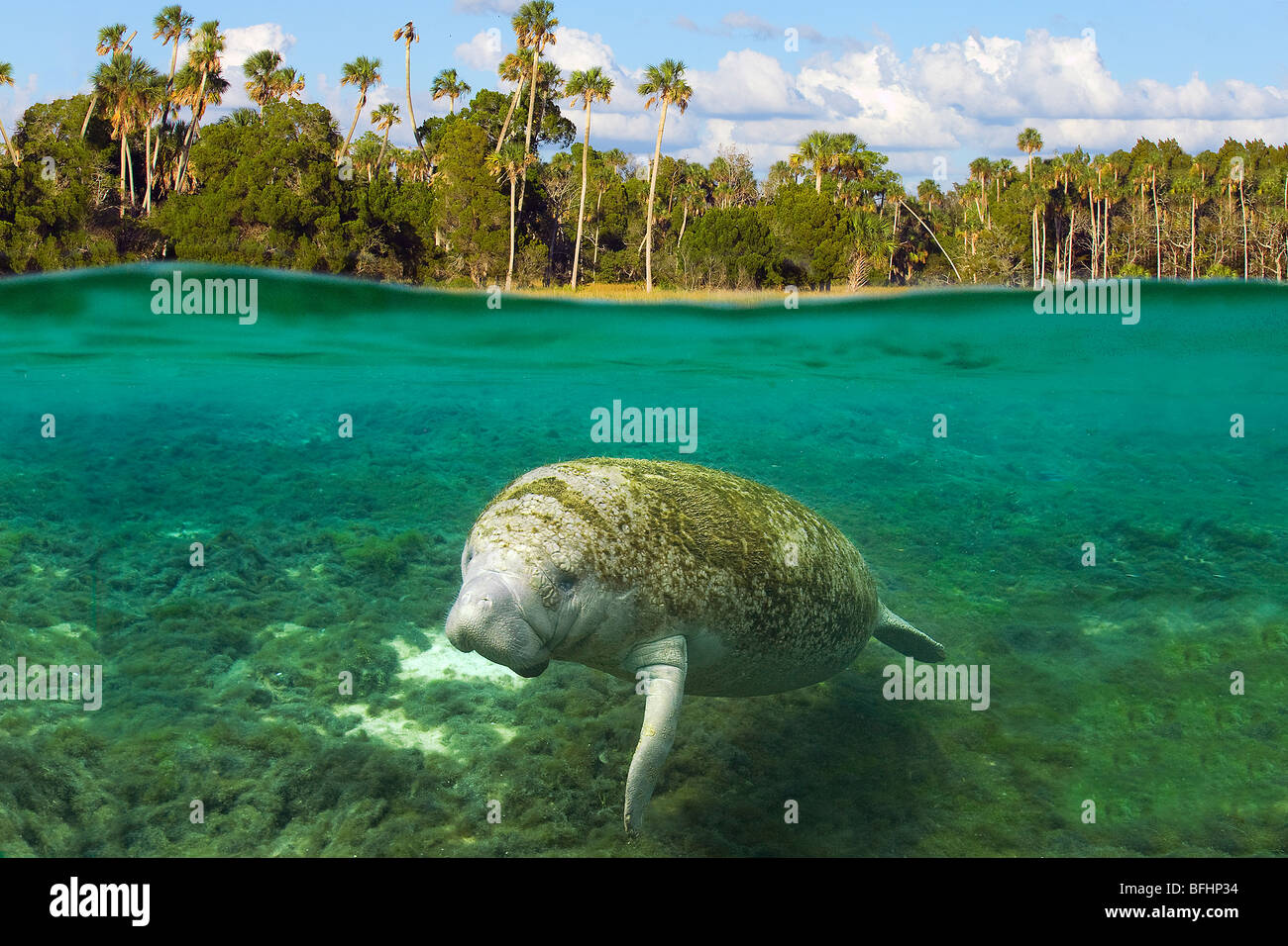 Manatees Habitat