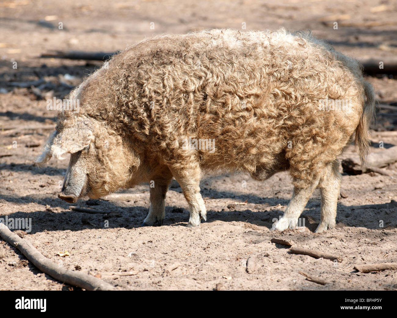 Mangalica pig - A Hungarian rare breed pig that is making a come back because of the health properties of its meat. Hungary Stock Photo