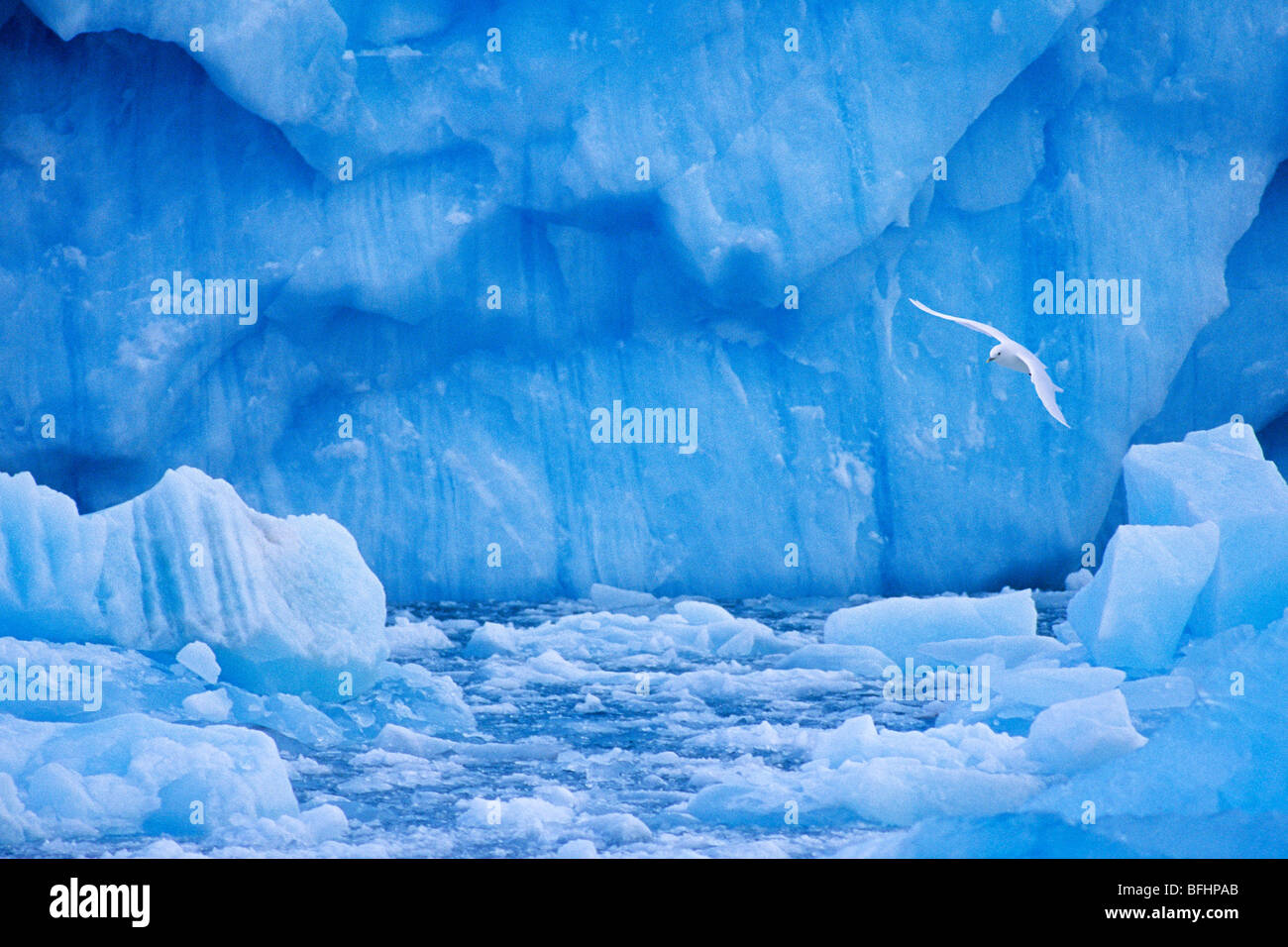 Ivory gull (Pagophila eburnea) feeding on invertebrates , Svalbard Archipelago, Arctic Norway Stock Photo