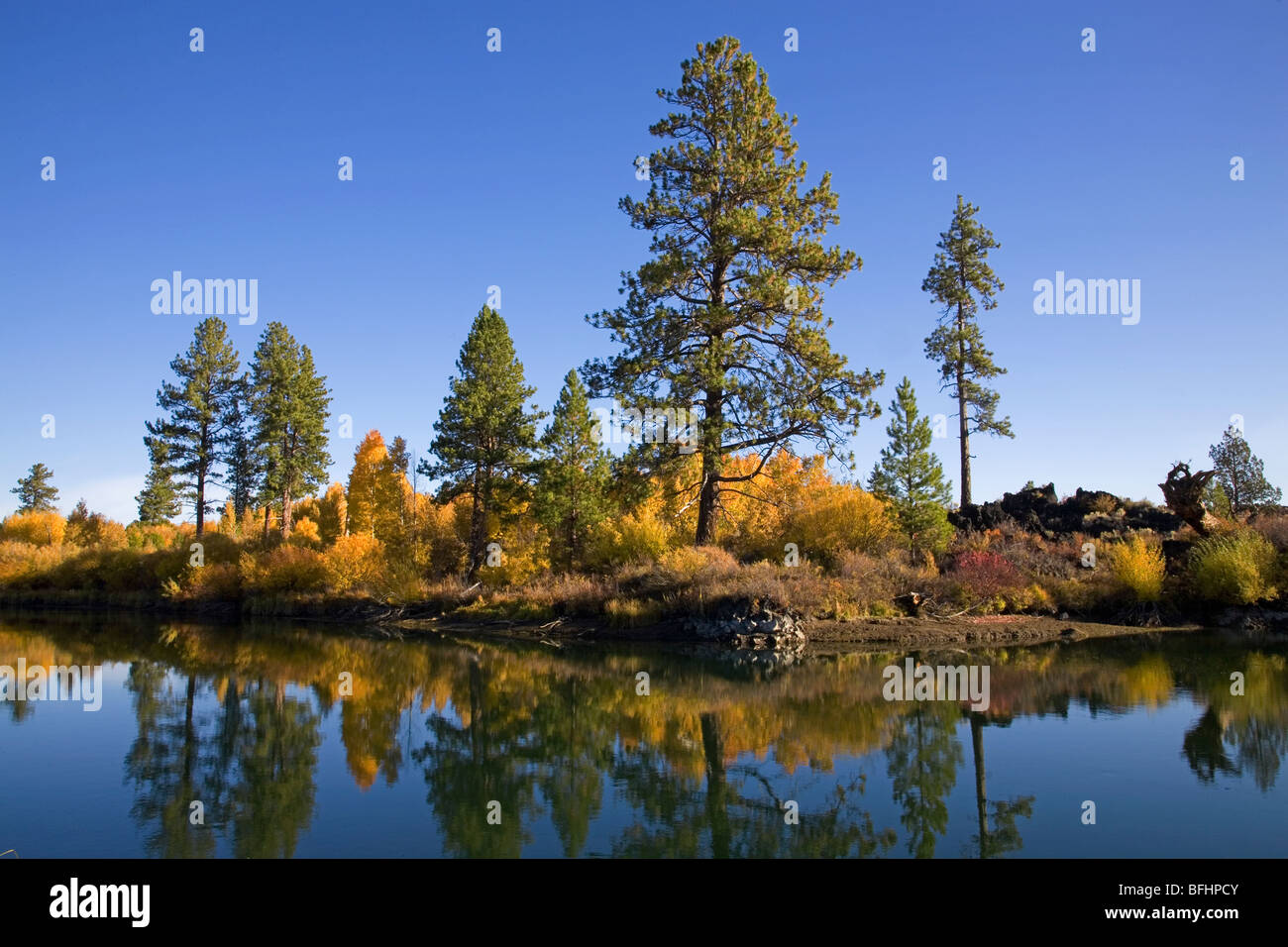 Aspens and willows turn gold in a riparian zone along the Deschutes River Trail near Bend, Oregon, in an October autumn Stock Photo