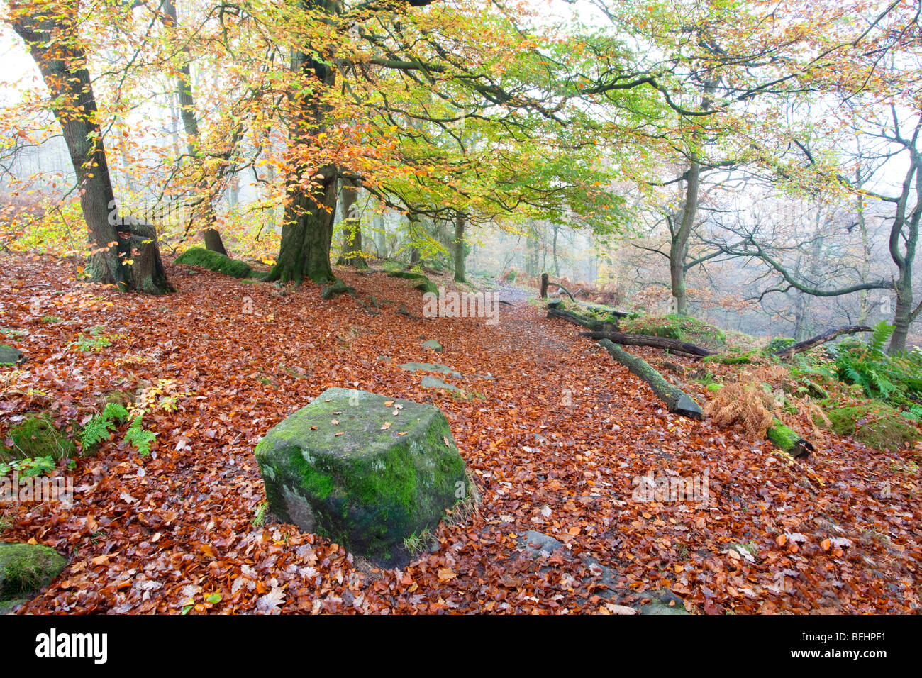 Padley Gorge in the Autumn in the Peak District National Park Stock Photo