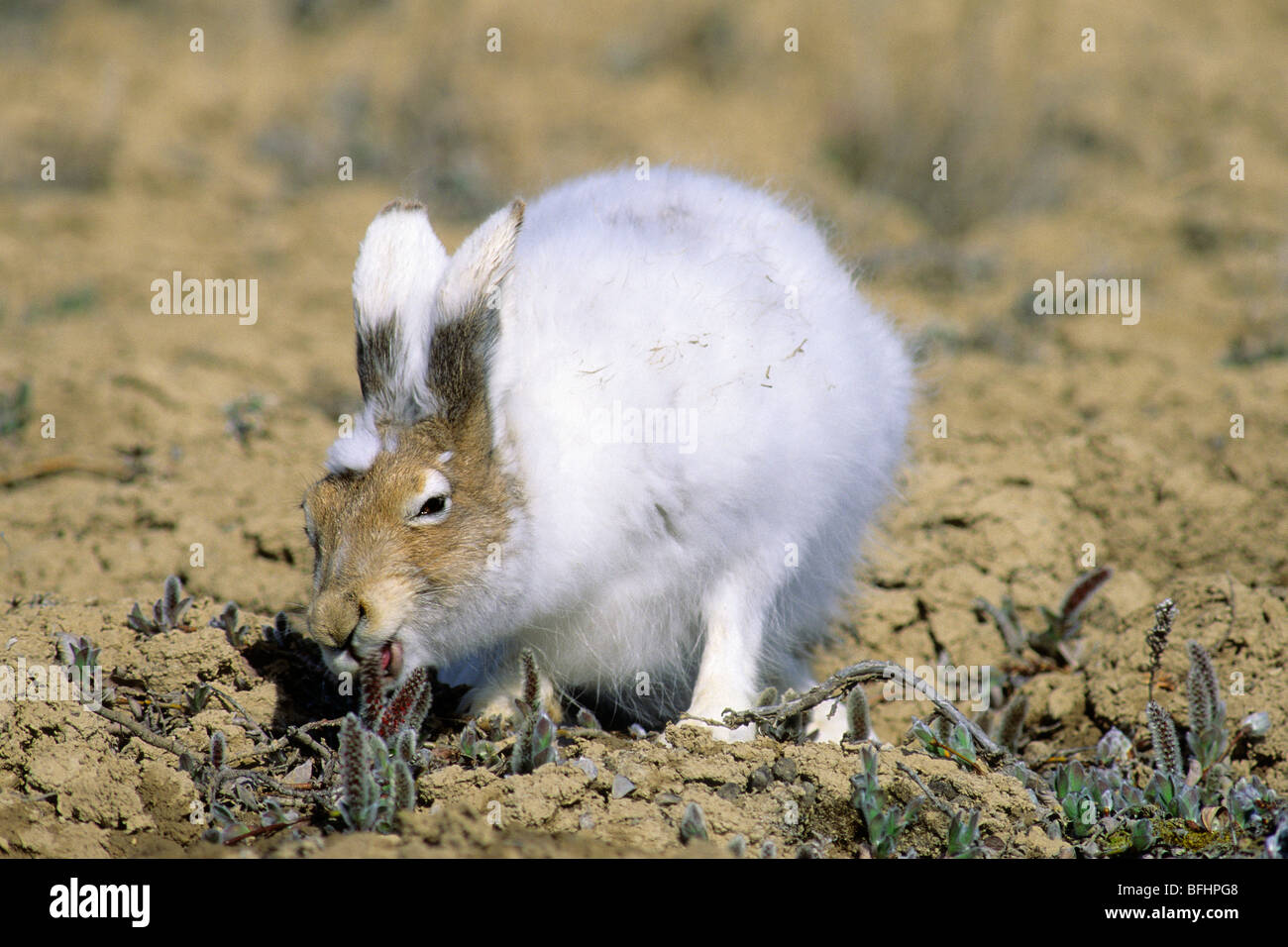 Arctic hare (Lepus arcticus) eating willow catkins, Banks Island, NWT,  Arctic Canada Stock Photo - Alamy