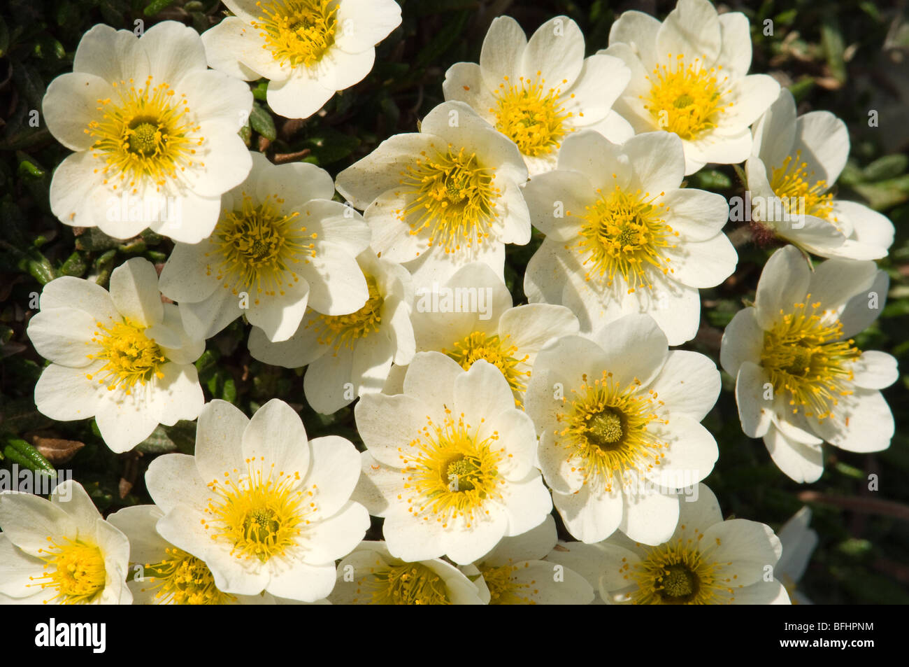 Mountain avens (Dryas integrifolia), Victoria Island, Nunavut, Arctic Canada Stock Photo