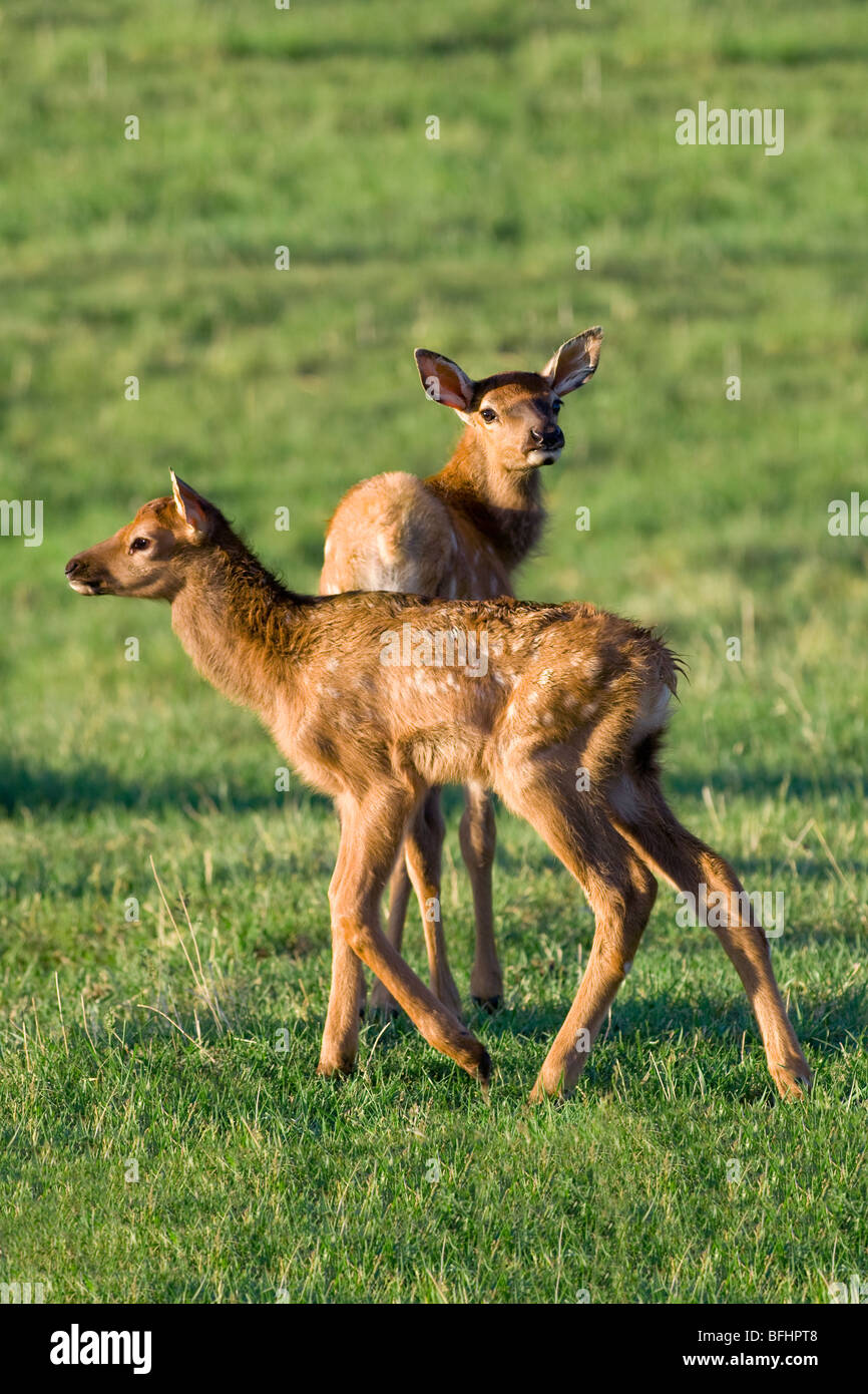 Newborn elk calves(Cervus elaphus), Jasper National Park, Canadian Rocky Mountains, western Alberta, Canada Stock Photo