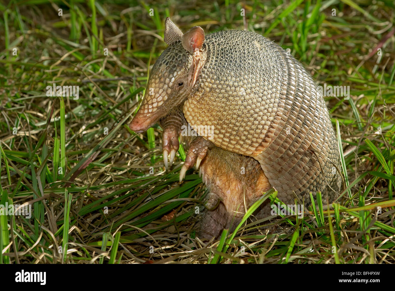 Foraging nine-banded armadillo (Dasypus novemcinctus), central Flroida, U.S.A. Stock Photo