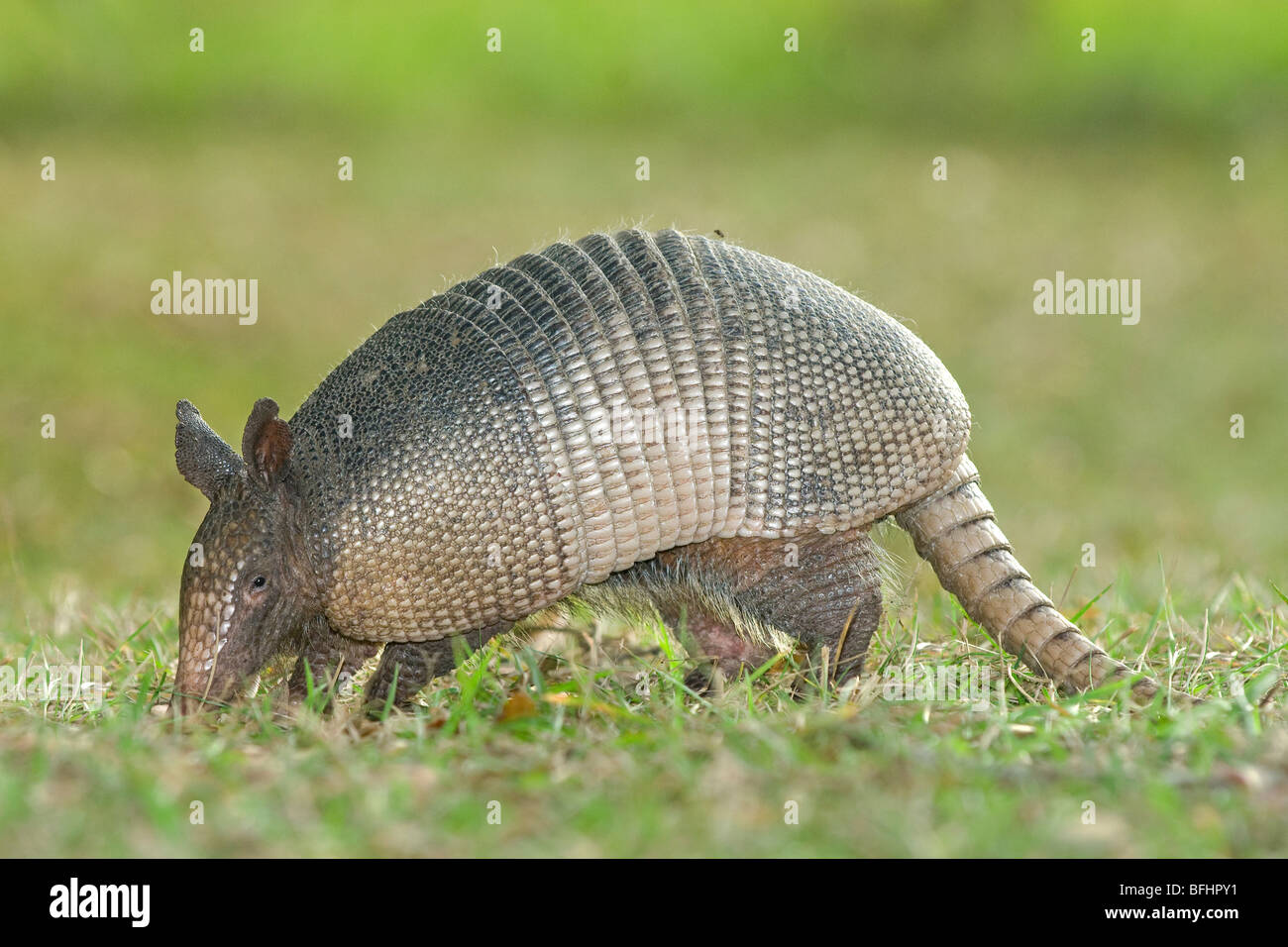 Armadillo hi-res stock photography and images - Alamy