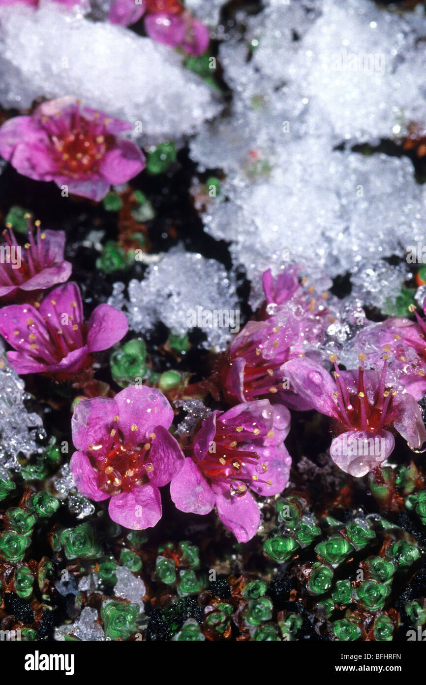 Purple saxifrage (Saxifraga oppistifolia) covered by a late season snowfall, Svalbard Archipelago, Arctic Norway Stock Photo