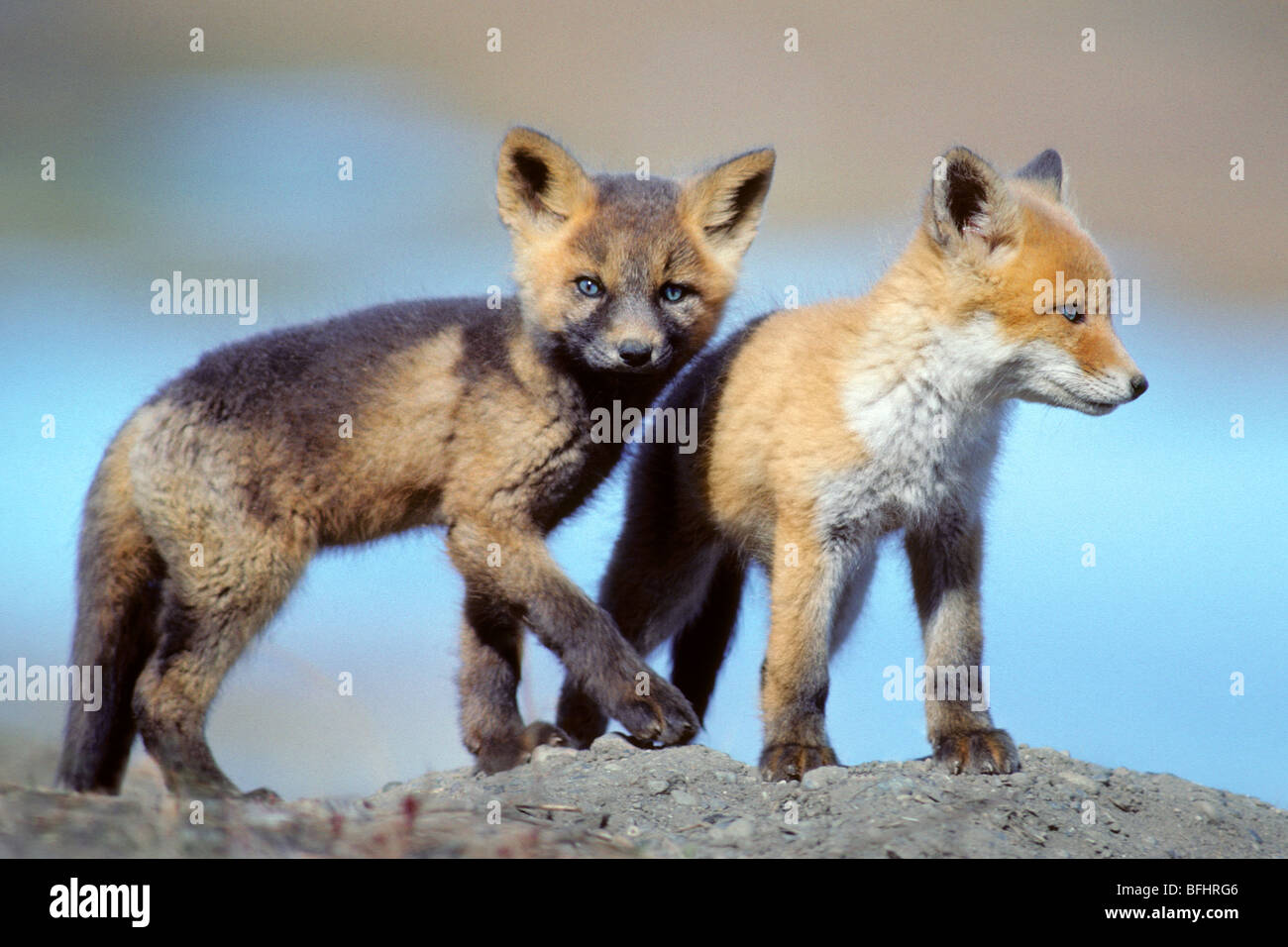 Red fox (Vulpes vulpes) pups, red and cross color variations, northern Yukon, Arctic Canada Stock Photo
