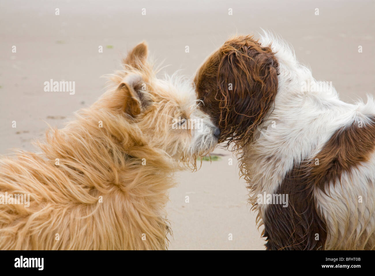 Dogs sniffing each other on Ballynaclash beach , Blackwater, County Wexford, Republic of Ireland Stock Photo