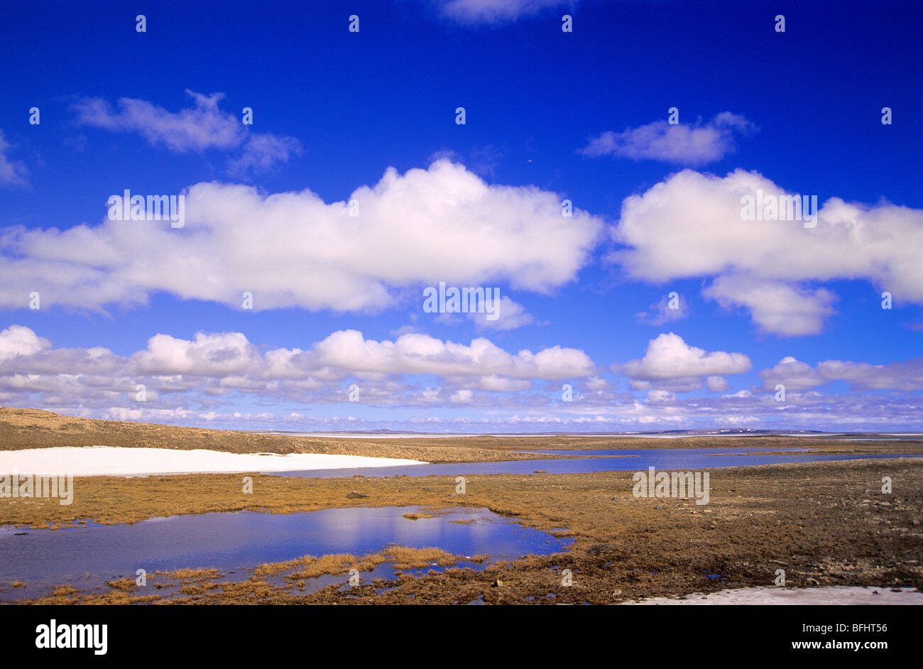 High Arctic tundra in early summer, Victoria Island, Nunavut, Canada 