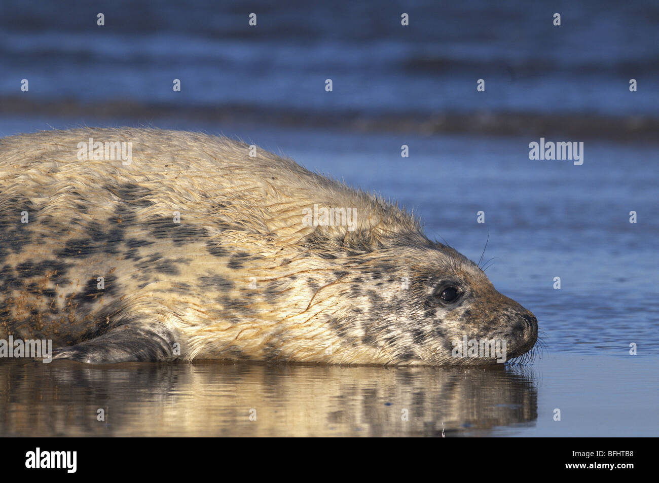 Grey Atlantic  Seal  Pup Halichoerus Grypus Lincolnshire uk Stock Photo