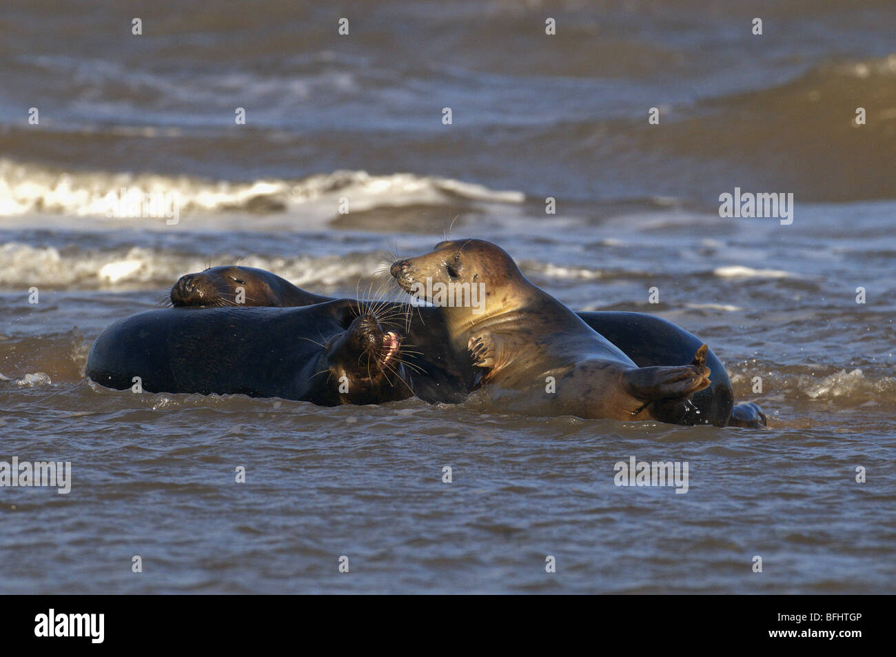 Three Grey Atlantic Seals Halichoerus Grypus Playing And Mating In Sea