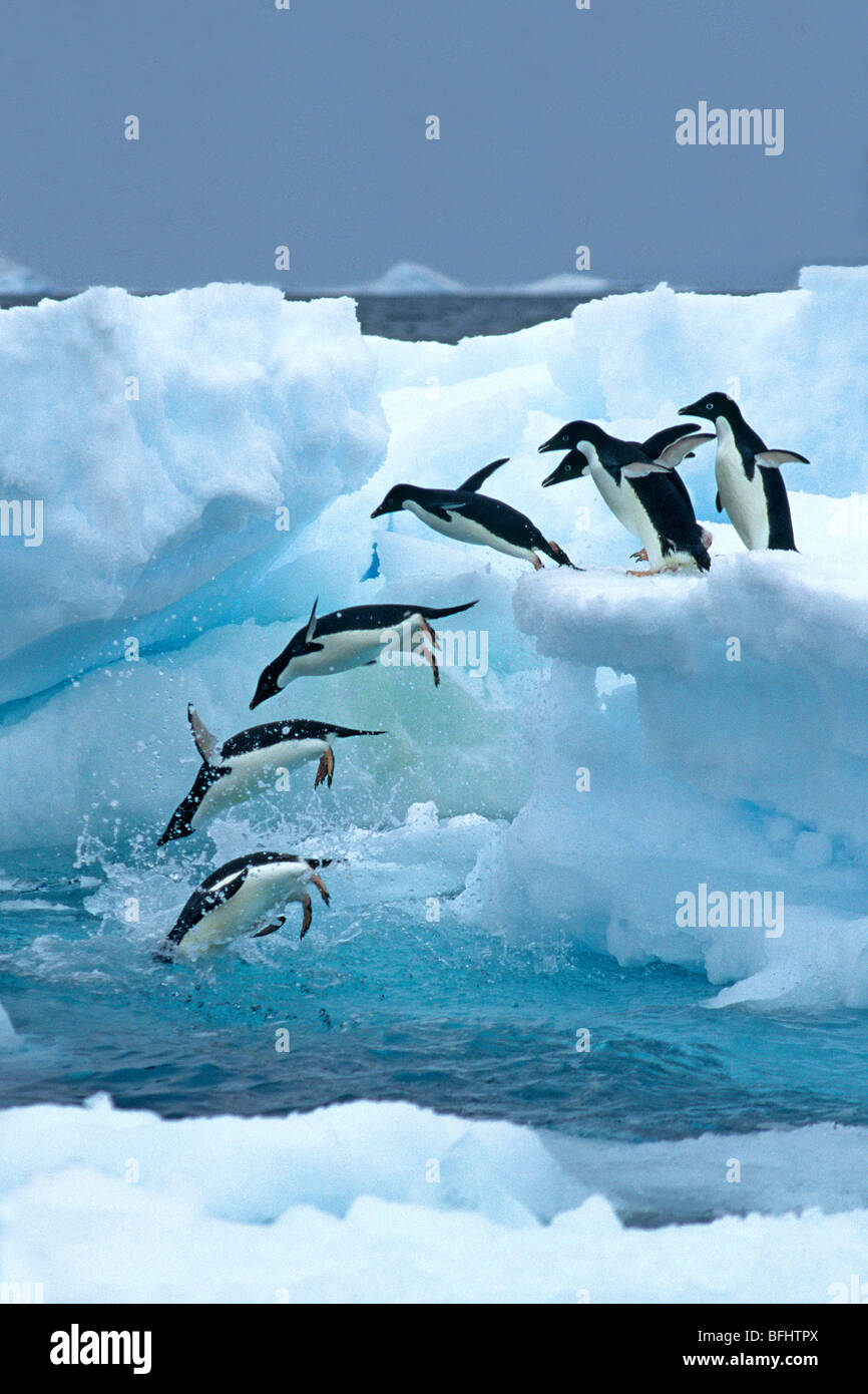 A group of Adelie penguins (Pygoscelis adeliae) leaving their nesting ...