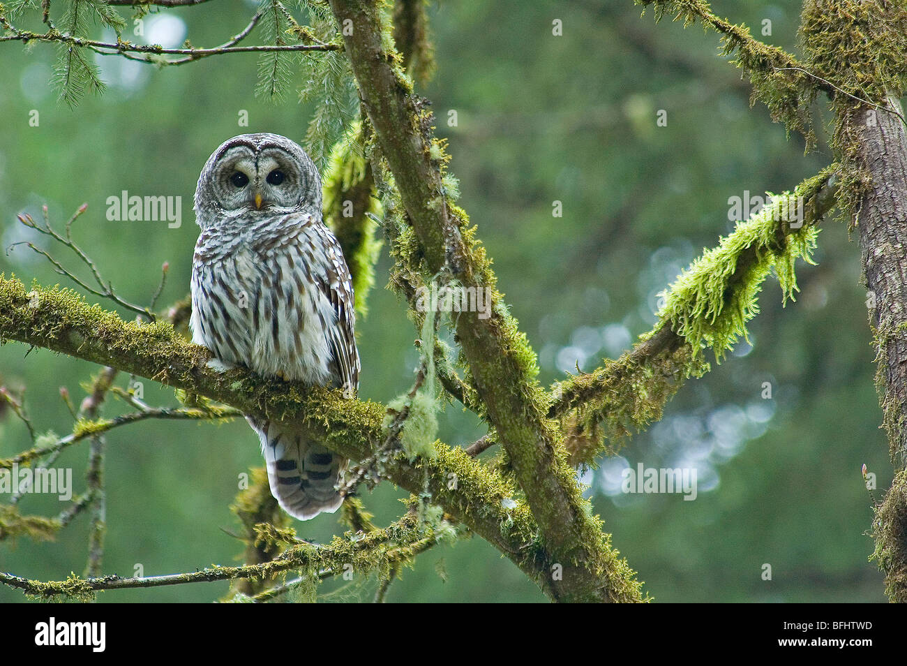 Adult male barred owl (Strix varia) temperate rain forests, Vancouver Island, coastal British Columbia, Canada Stock Photo