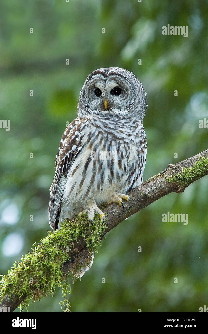 Adult male barred owl (Strix varia), temperate rain forests, Vancouver Island, British Columbia, Canada Stock Photo