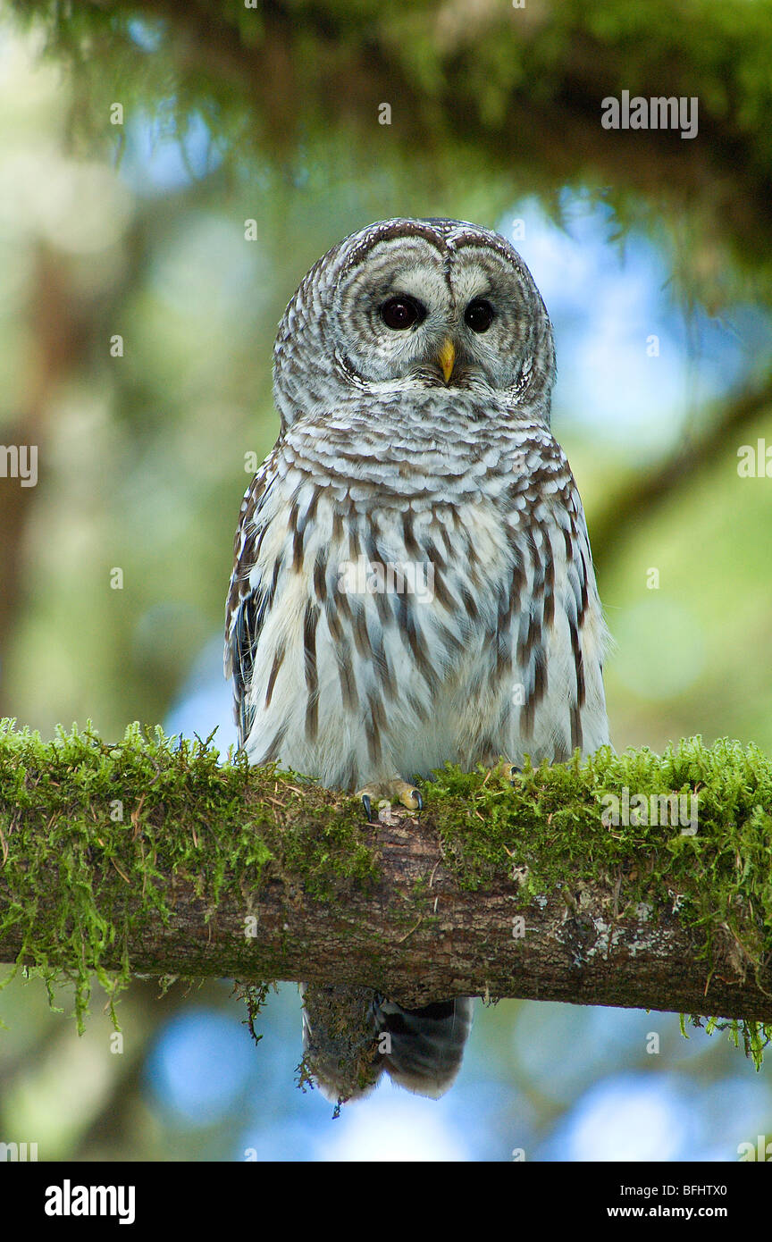 Adult male barred owl (Strix varia), temperate rain forests, Vancouver Island, coastal British Columbia, Canada Stock Photo