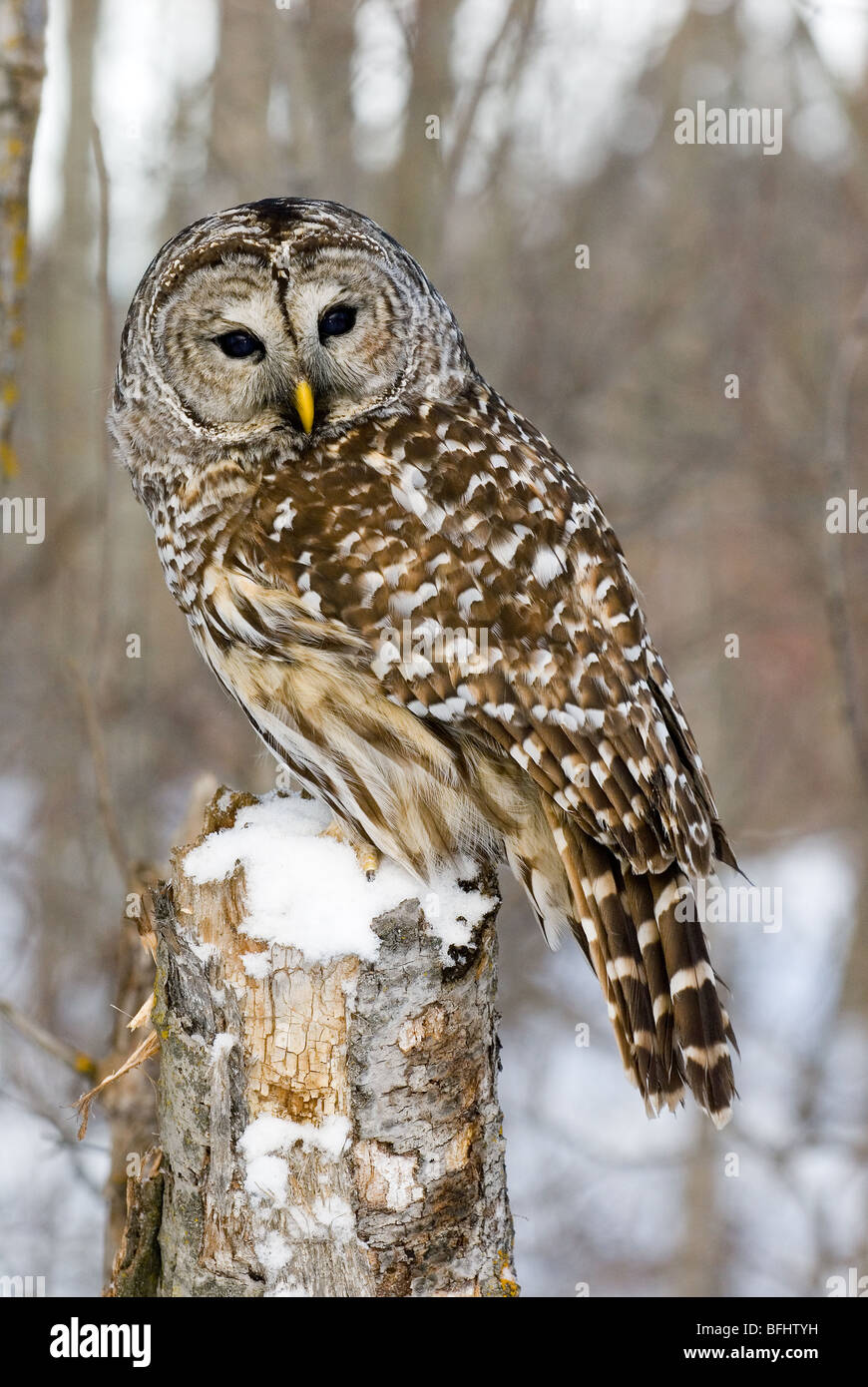 Adult barred owl (Strix varia) hunting in northern Alberta,Canada Stock Photo