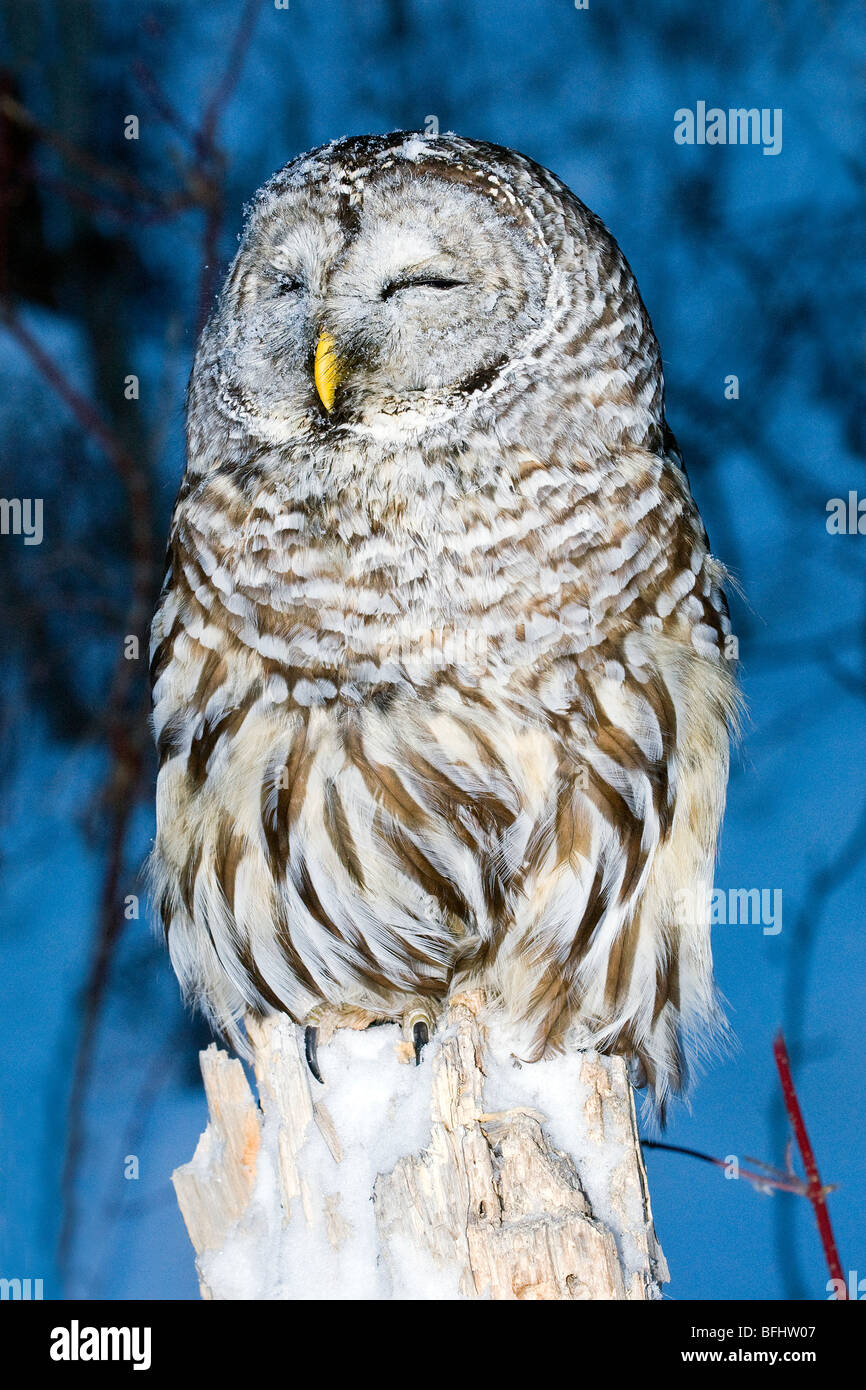 Barred owl (Strix varia) sleeping, northern Alberta, Canada Stock Photo