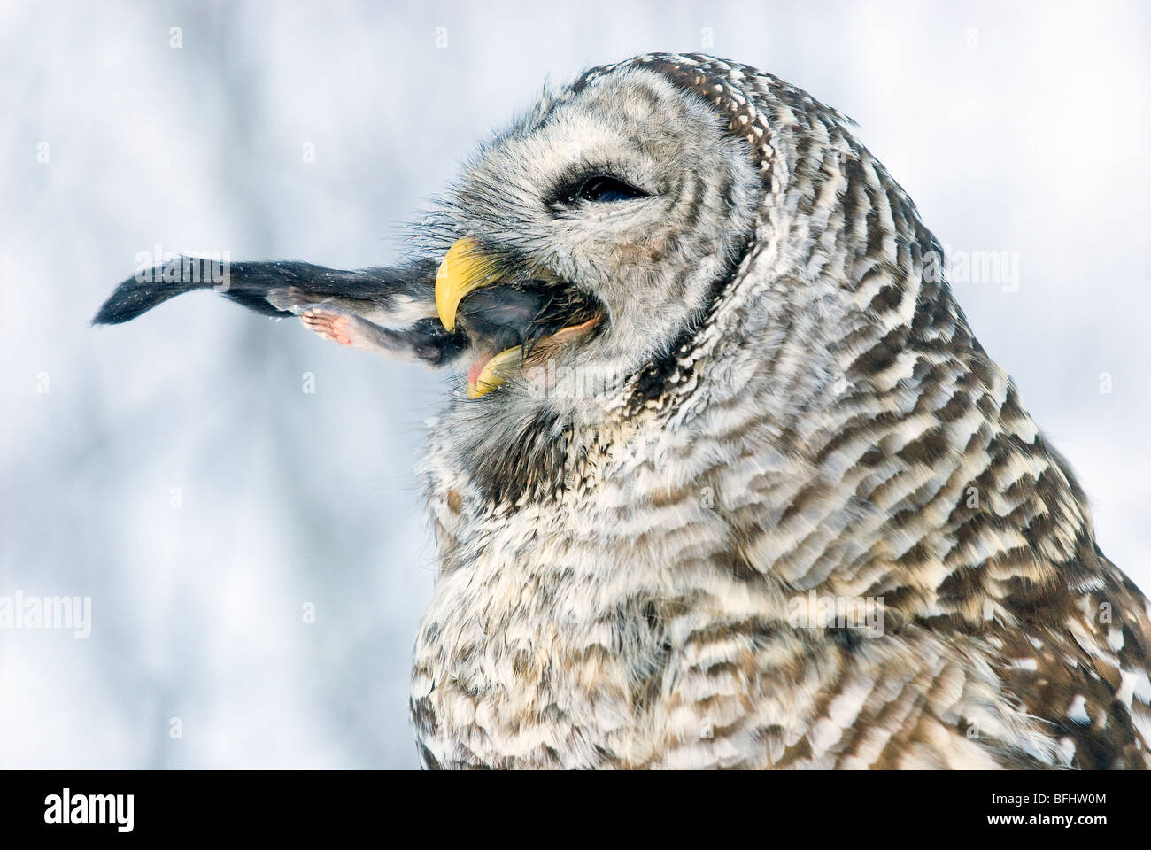 Barred owl (Strix varia) ingesting a northern flying squirrel
