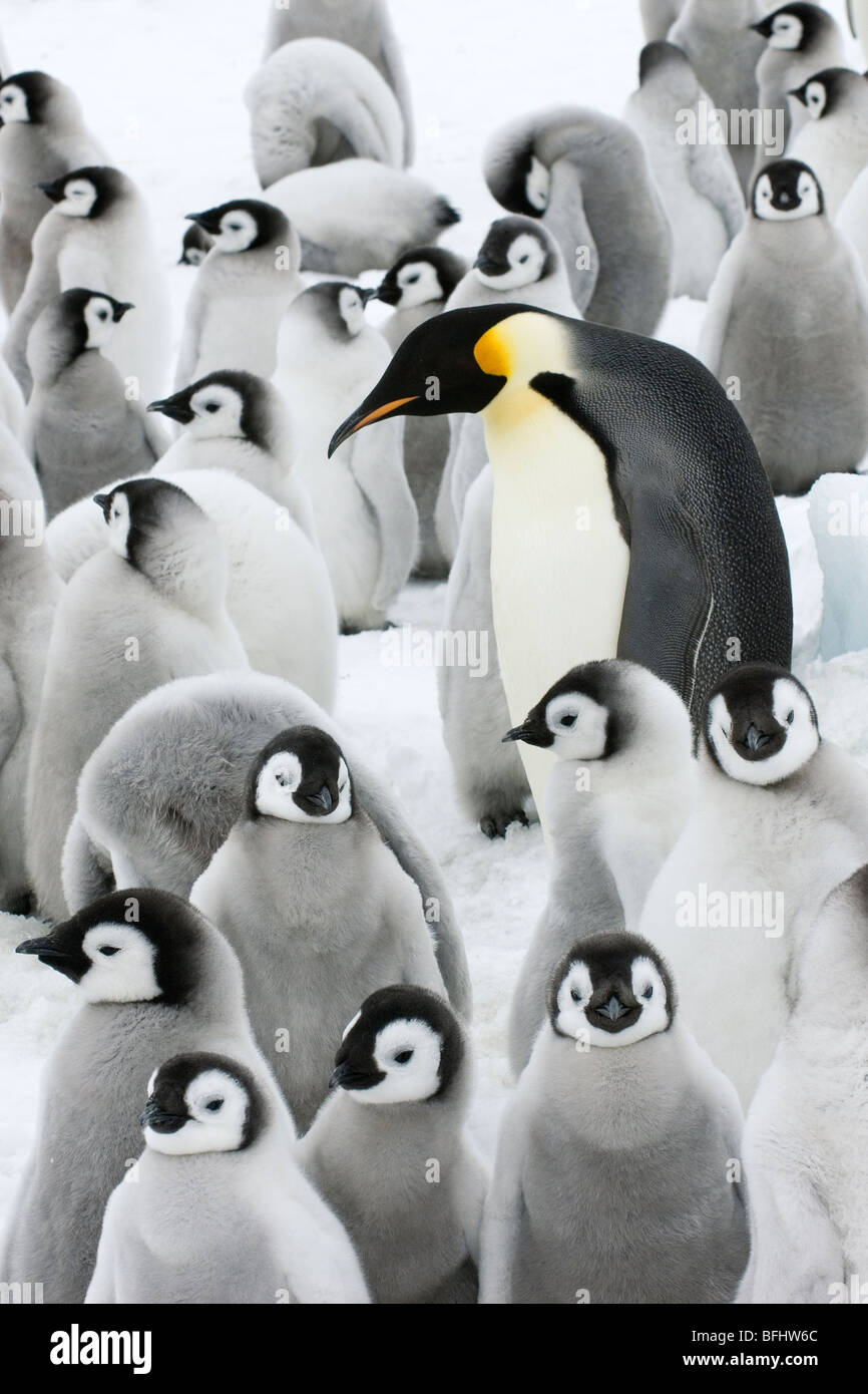 Adult emperor penguin (Aptenodytes forsteri) and chicks, Snow Hill ...