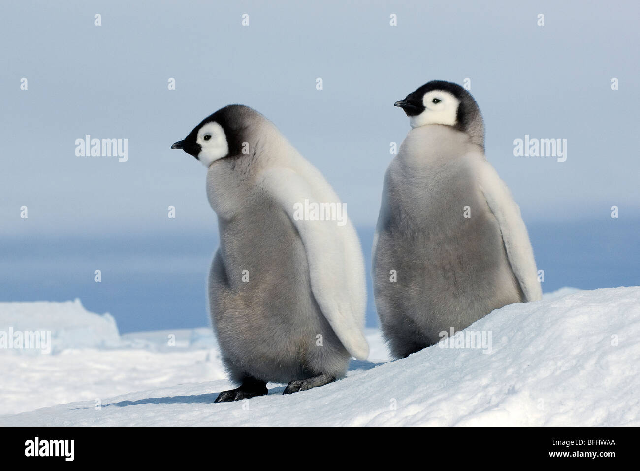 Young emperor penguin (Aptenoytes forsteri) chicks, Snow Hill Island, Weddell Sea, Antarctica Stock Photo