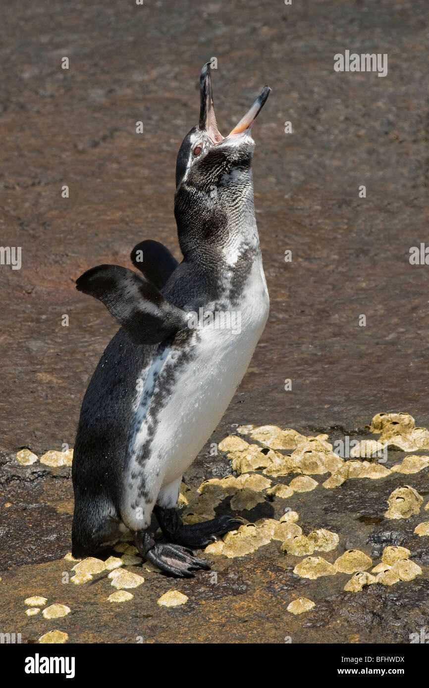 Adult Galapagos penguin (Spheniscus mendiculus), braying, Bartolome Island, Galapagos Archipelago, Ecuador Stock Photo